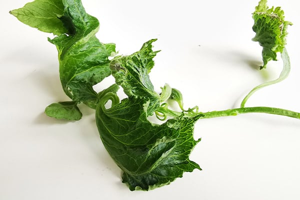 Förvridna missformade blad är ett typiskt symptom på pyralidskador.