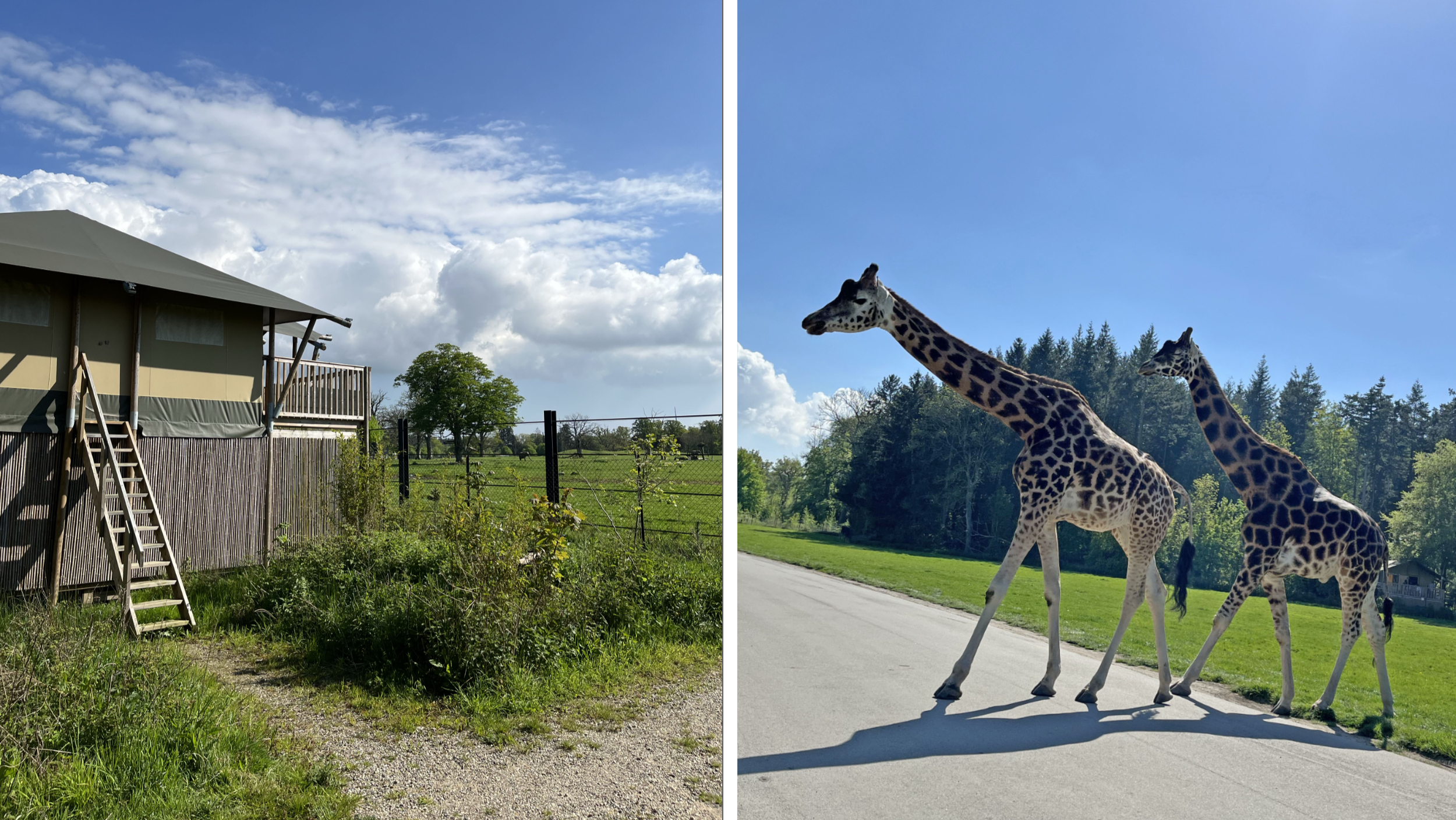 Här kan man uppleva elefanter och giraffer på nära håll.