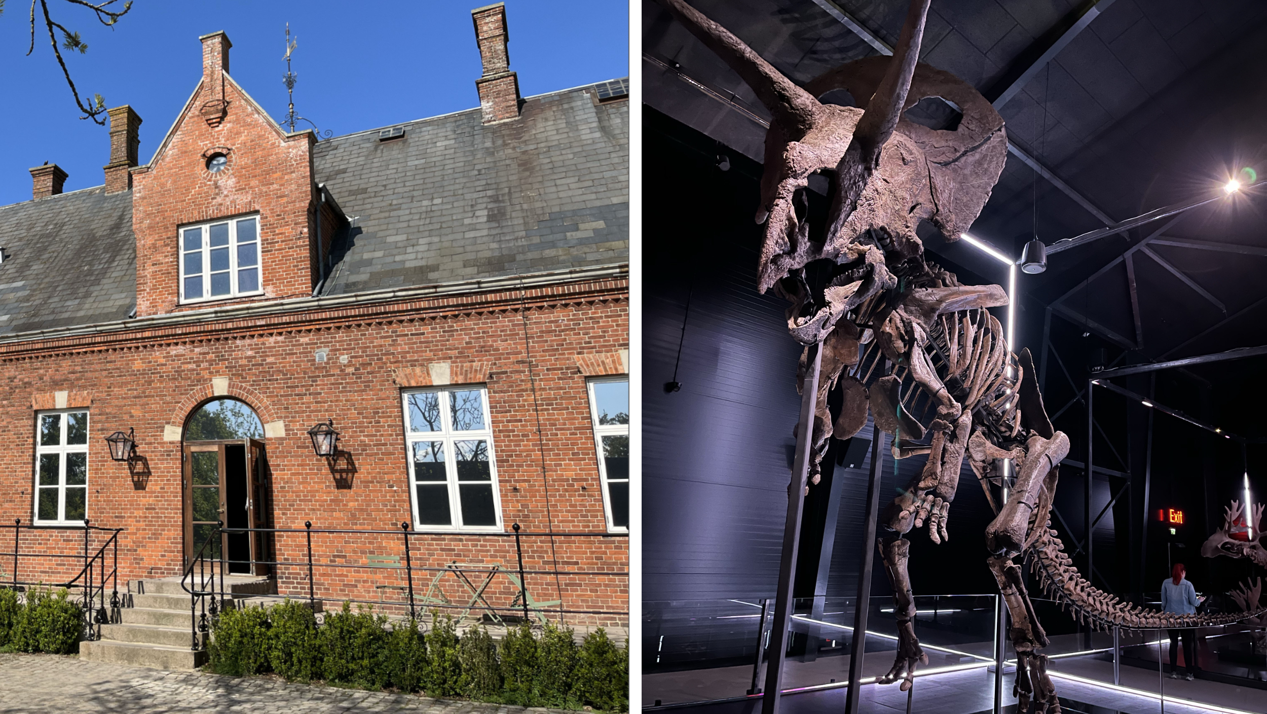 Fascineras av forntida djur i Evolutionsmuseet.