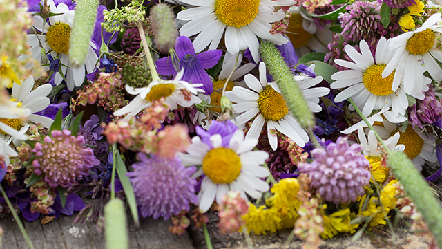 Är du en av dem som plockar blommor och lägger under huvudkudden på midsommarnatten? Här är bakgrunden till traditionen, plus tips på vilka blommor du kan plocka.
