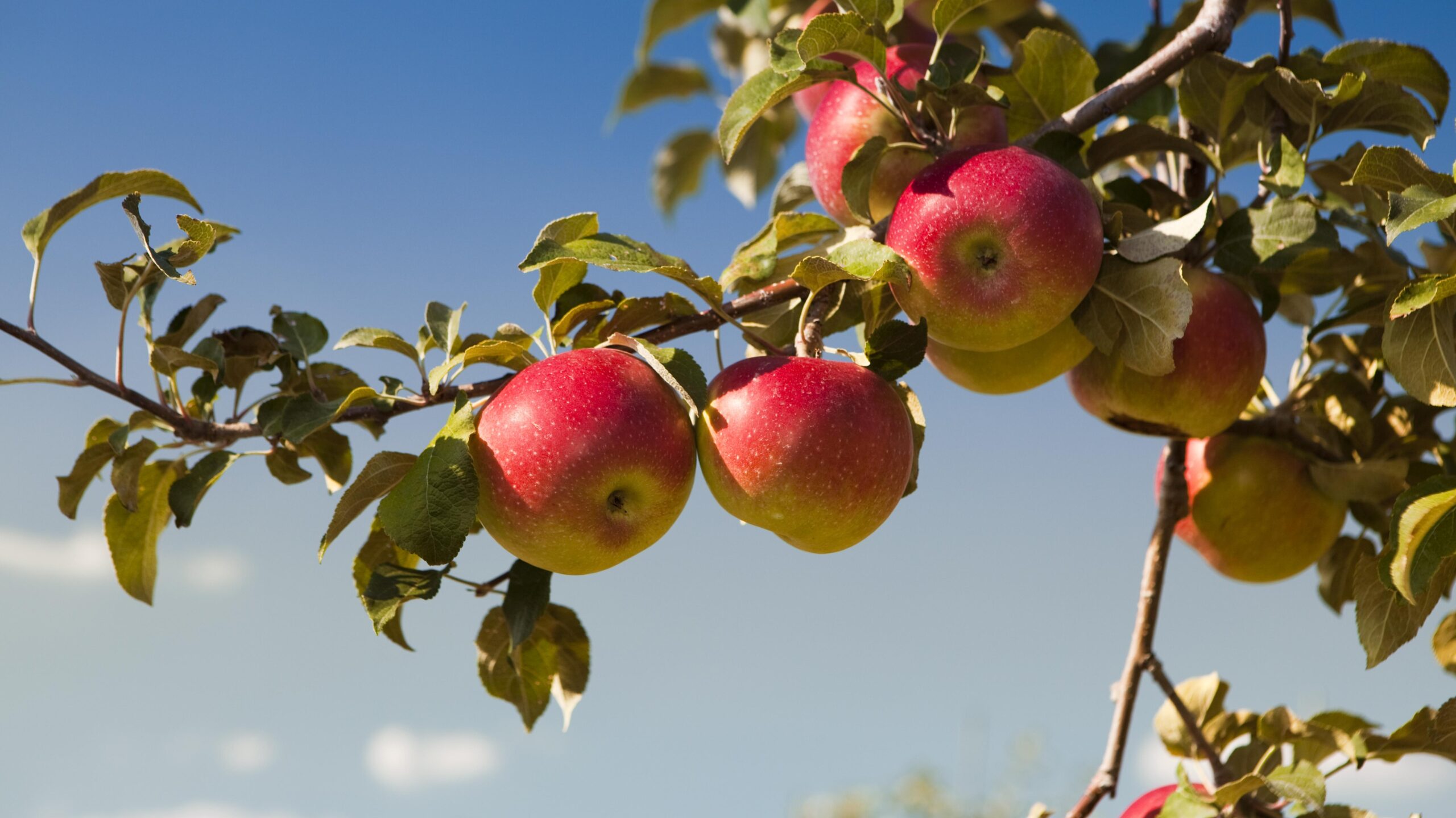 Äppelträd är vackra och vem gillar inte att plocka äpplen från sin egen trädgård? Här är fyra steg till en egen äppelodling: sorter, plantering, skötsel och skörd.