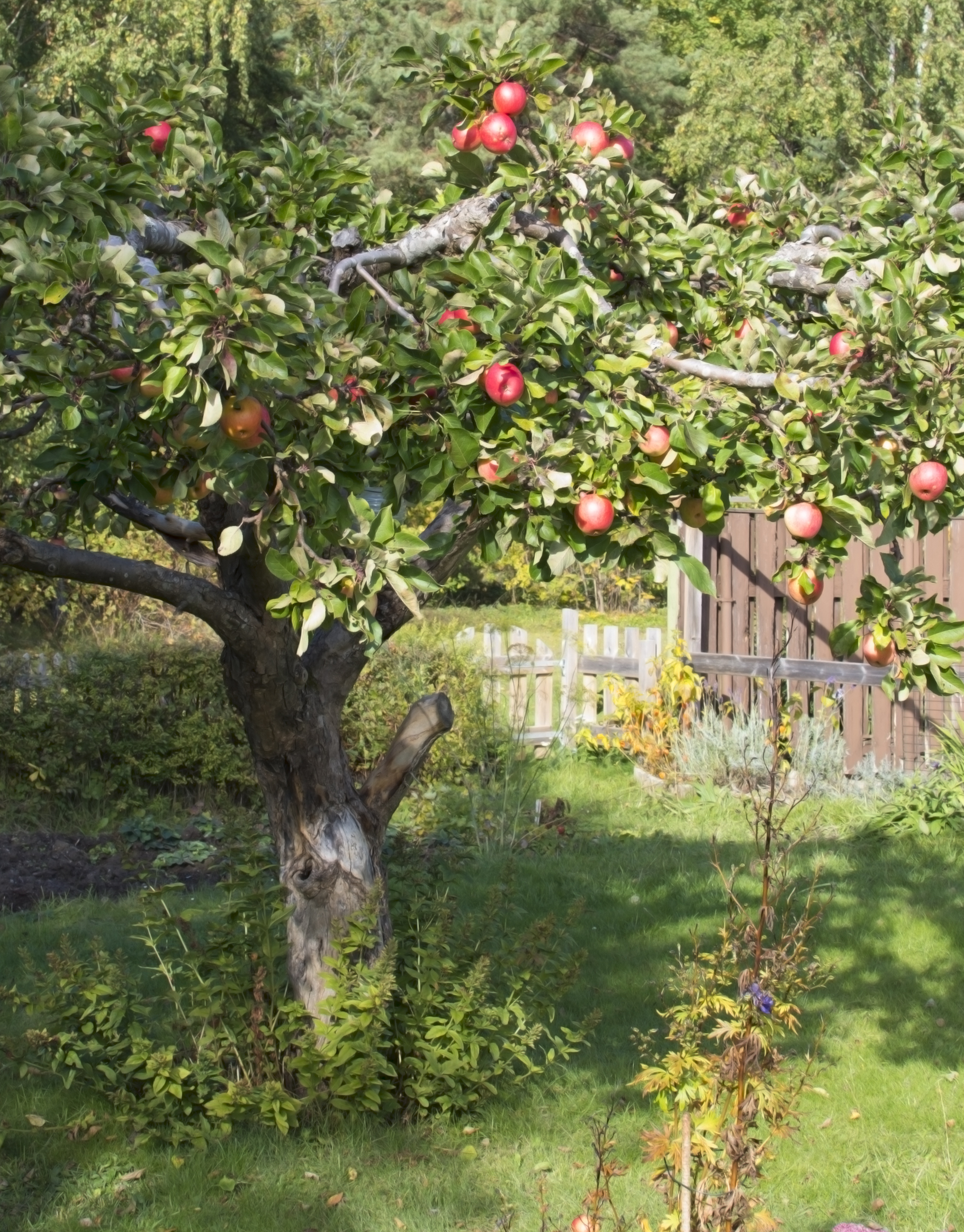 Vi i Villas äppelskola – så lyckas du med äppelträd - Vi i Villa
