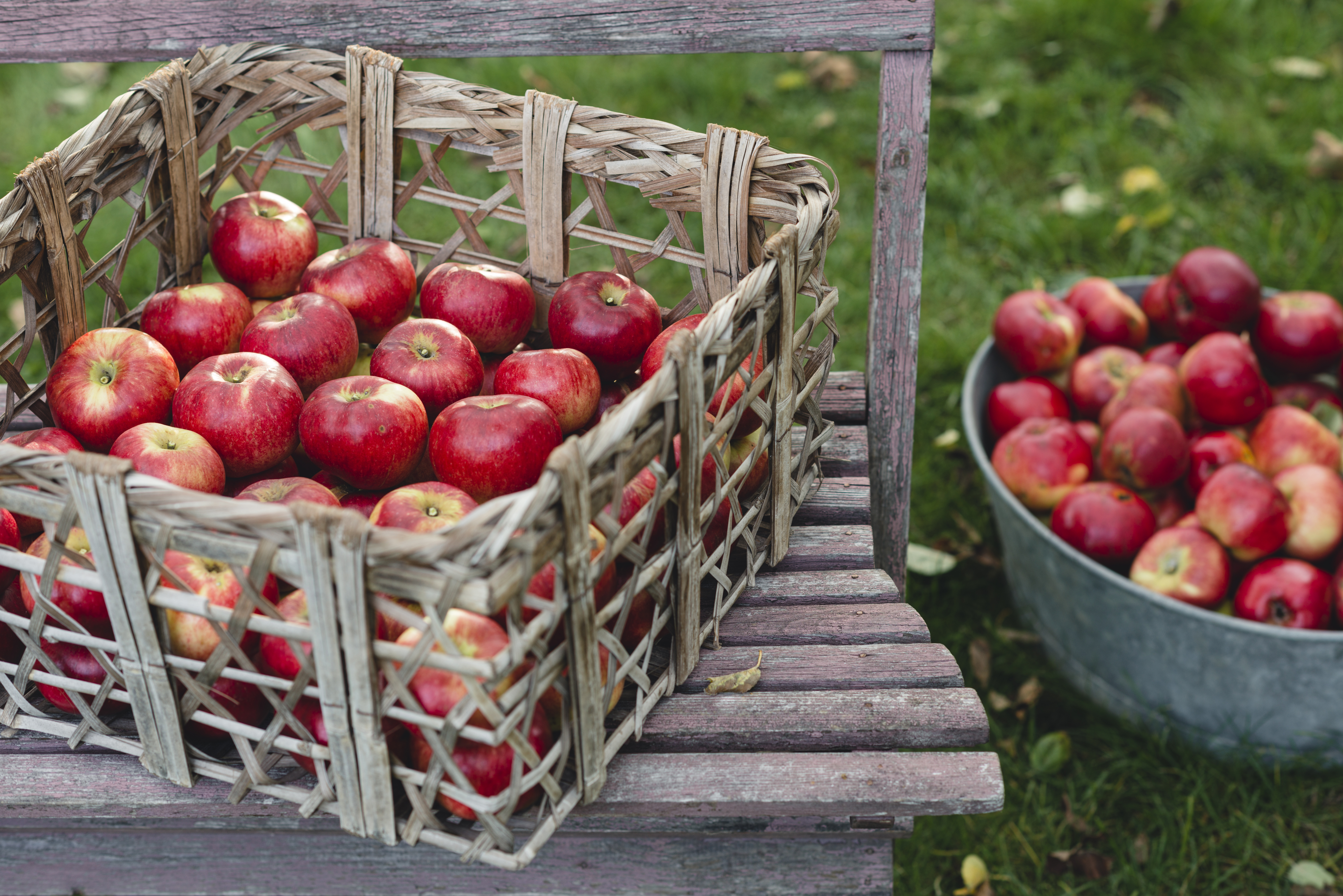 Äppelsorten Cox Pomona.