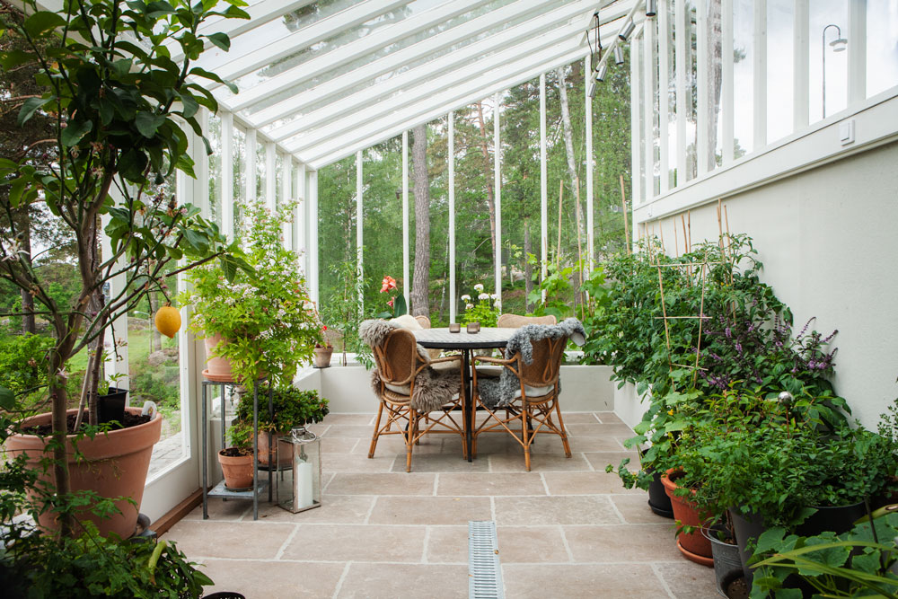 Grönt och lummigt i ett växthus med pulpettak från Sweden green house. 