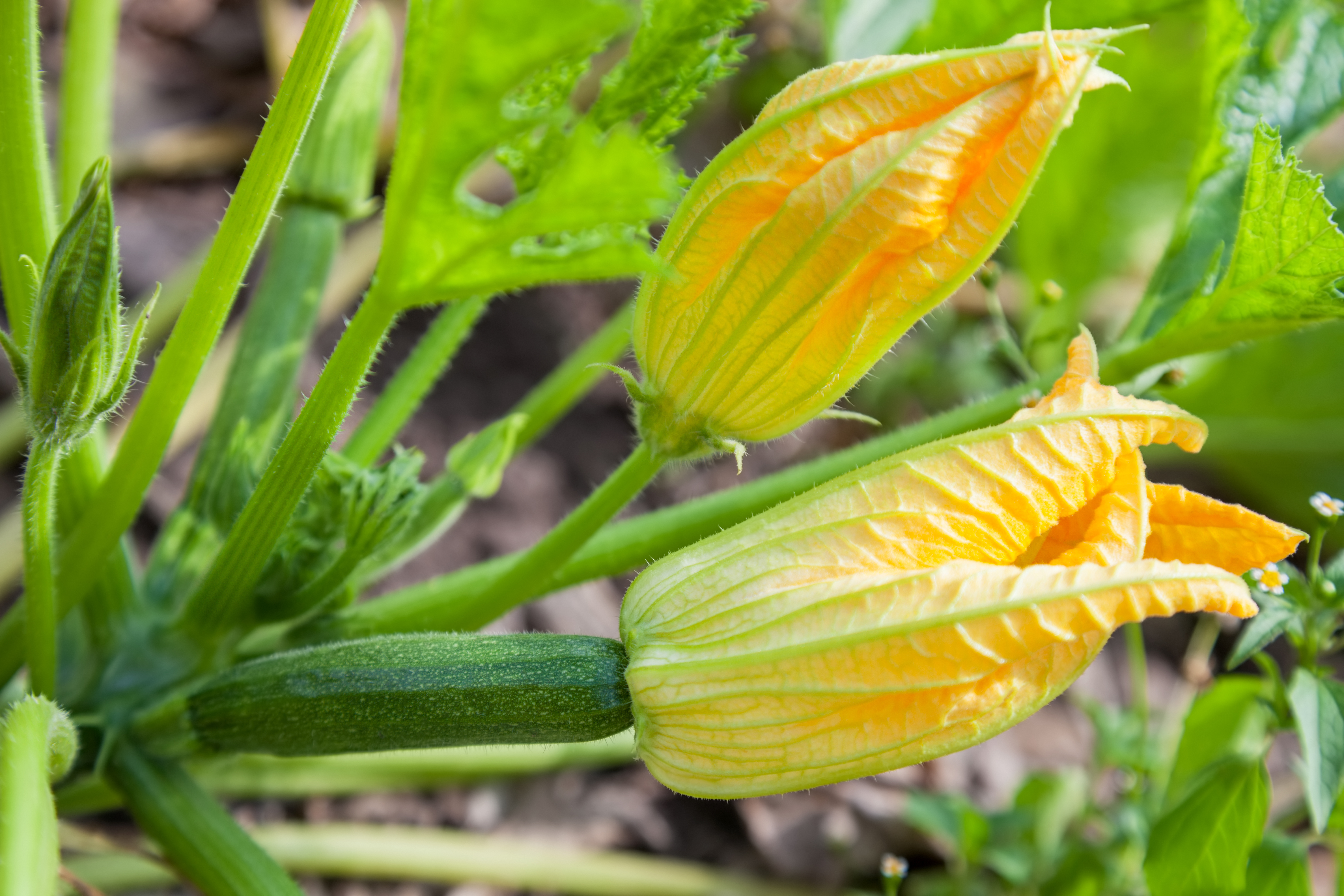 Det går bra att knipsa av blommorna som växer på långa stjälkar, samt även de som växer på squashfrukterna, när dessa vuxit ut en bit.