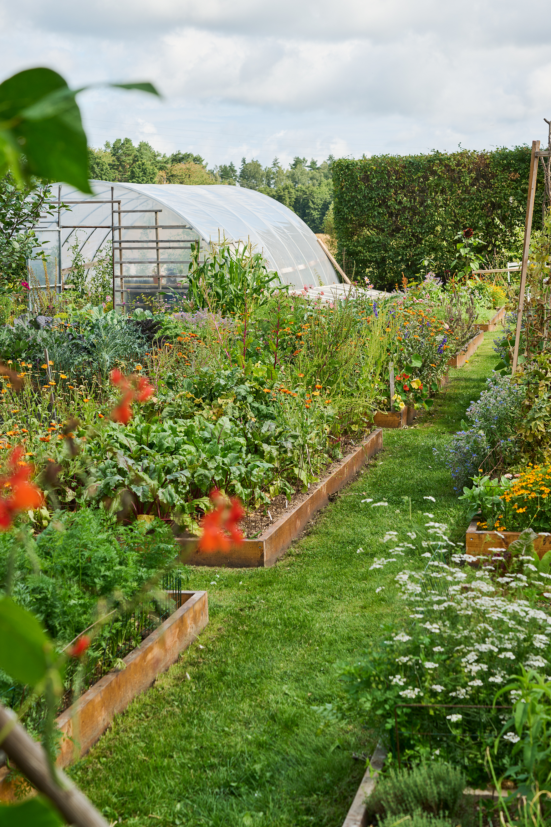 I växthuset växer lejongap och vallmo huller om buller bland tomater, chili, aubergine och basilika. Lite tagetes också för att hålla ohyran borta. Foto: Peter Carlsson