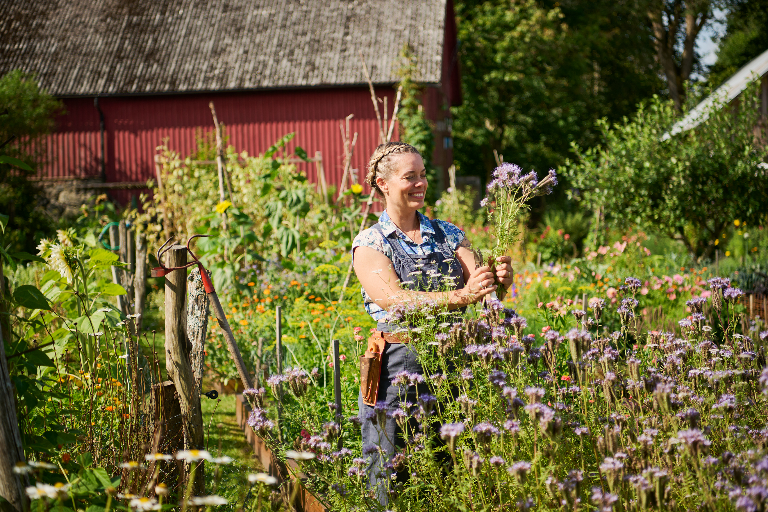 I rabatten syns både mogen och nysådd honungsfacelia. Den kan med fördel vändas ner i jorden för att öka det organiska materialet, men den är också en av insekternas favoritväxt. Vissa dagar är det ett helt öronbedövande surr här. Foto: Peter Carlsson