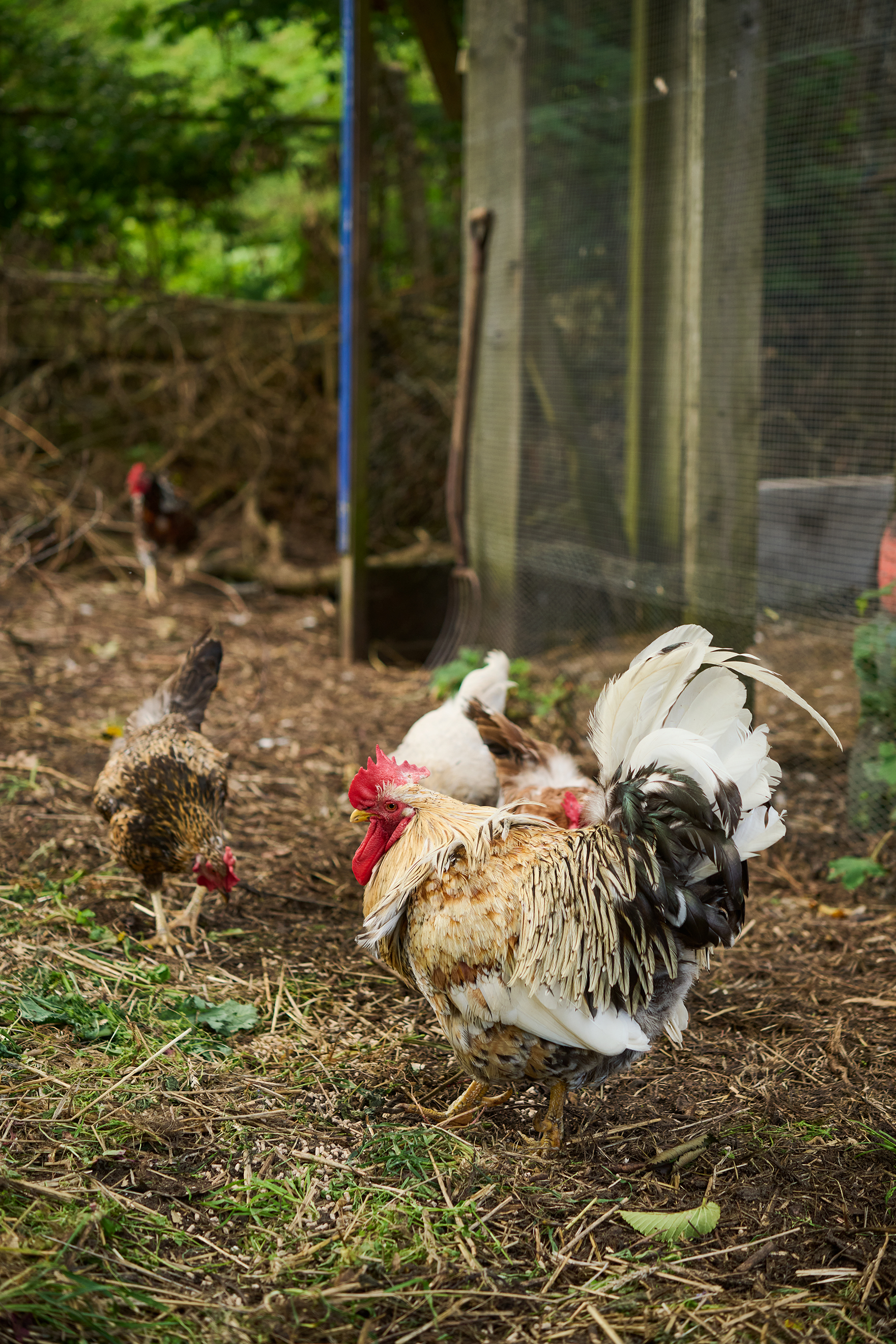 En tupp och sex skånska blommehöns bor på gården. Foto: Peter Carlsson
