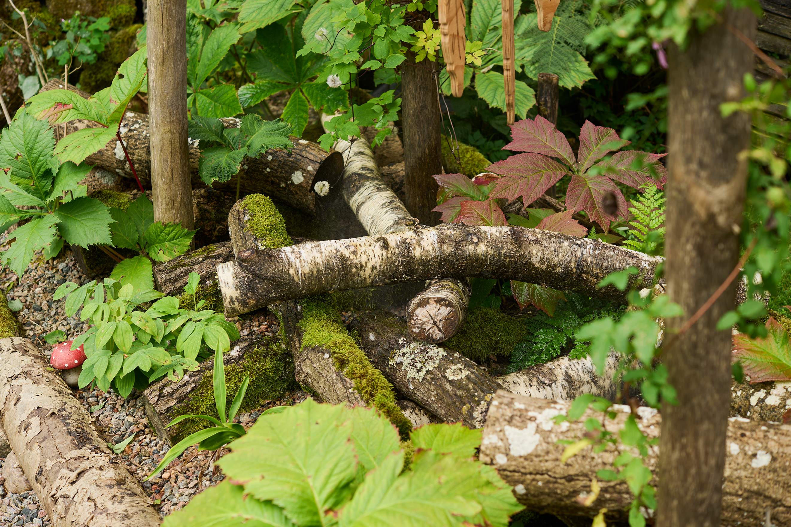 Kring trädstockarna som är inokulerade med svampsporer växer bland annat rodgersia. Bladen, som både kan vara ljusgröna, mörkröda och kopparfärgade, får sig en extra lyster i skuggan.