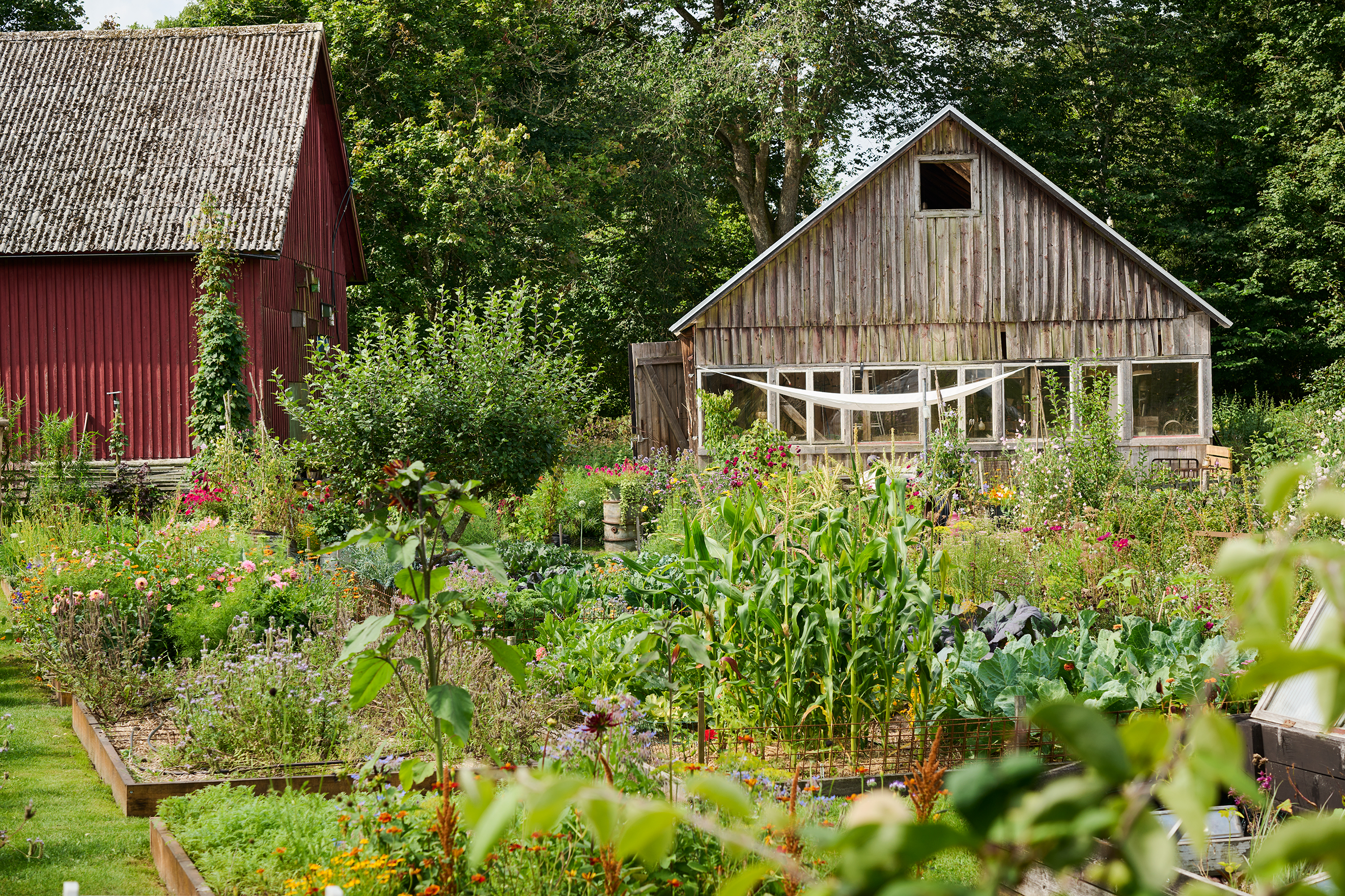 Snickeriverkstaden ligger i den röda ladan med flera hemmabyggda fågelholkar ovanför porten. 
Bakom fönstren i det bruna huset finns odlingsrummet och i andra delen bor hönsen och ankorna. Foto: Peter Carlsson