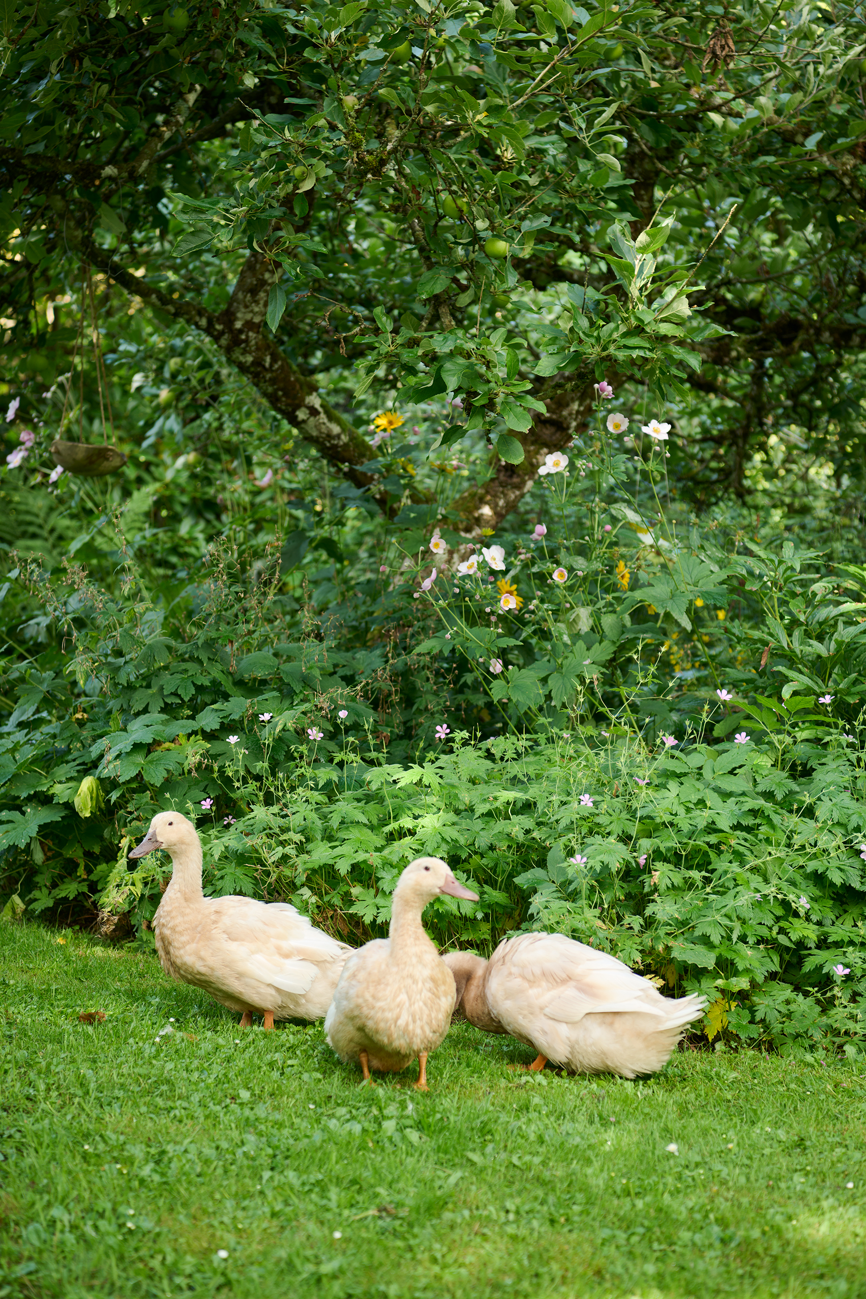 När allt är nysått och smått sätter Linnéa och Kristofer ett staket runt odlingarna, men så fort det har vuxit upp är ankorna välkomna att trampa runt för att jaga larver och sniglar. Foto: Peter Carlsson