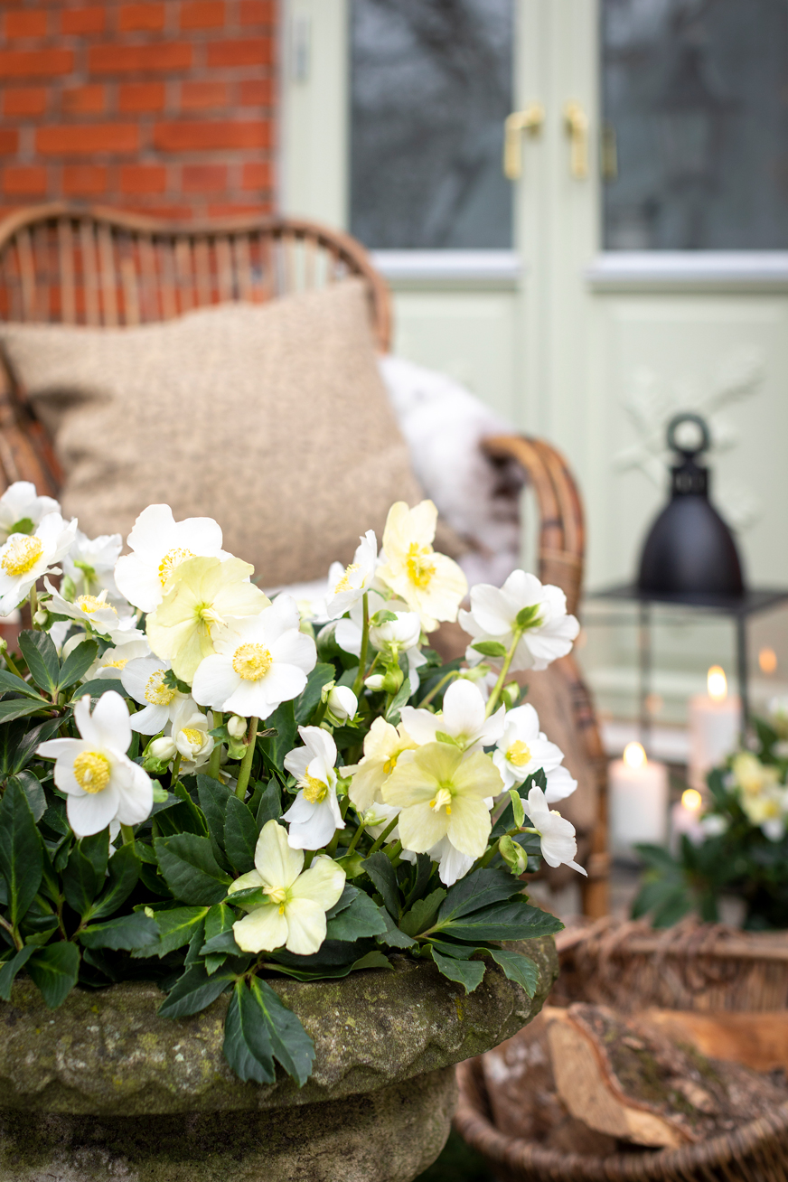 Julrosen är en älskad växt som klarar vinterns kyla, men den kräver rätt skötsel för att blomma vackert. Så här får du din julros att blomstra!