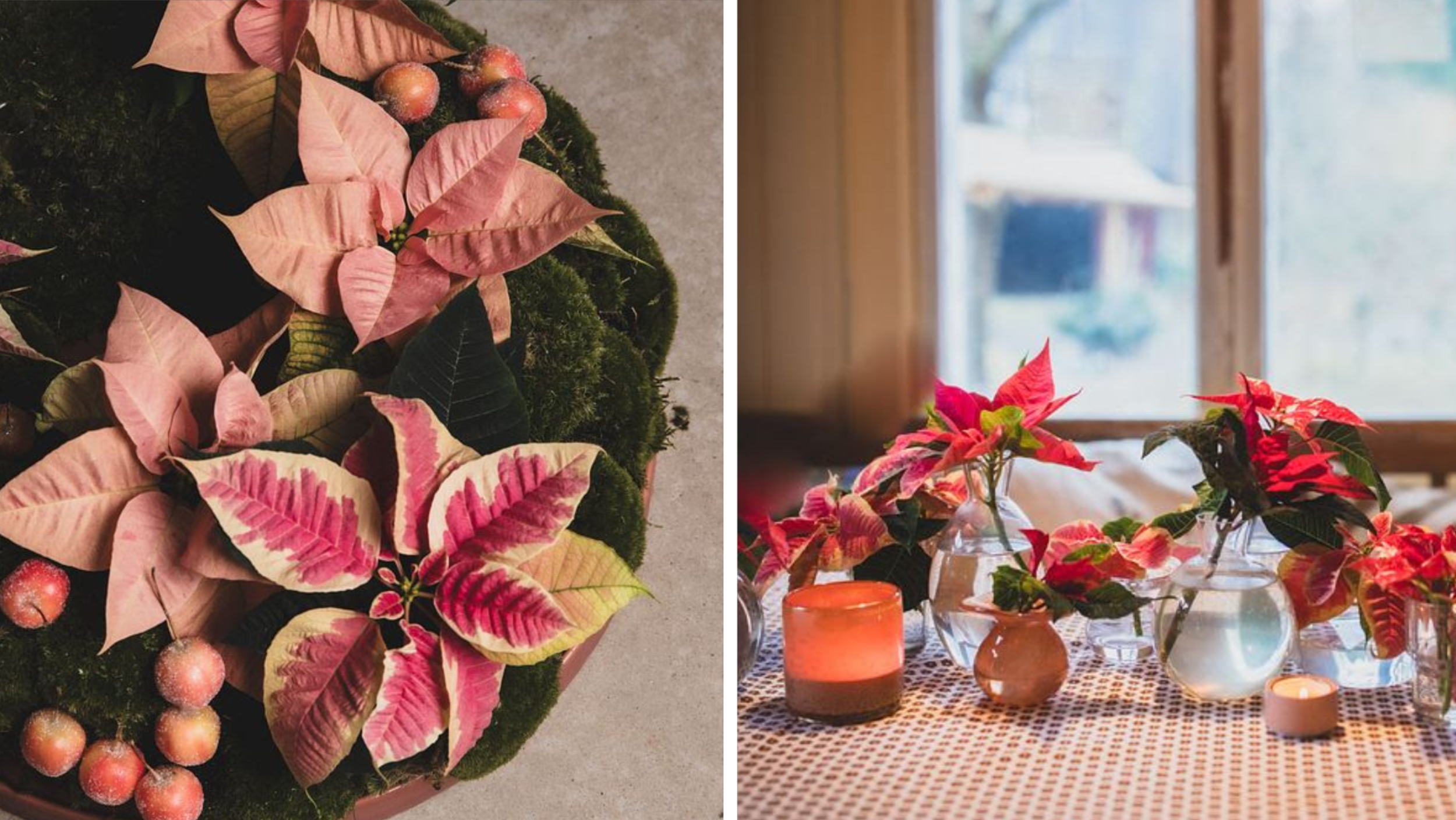 Låt julstjärnor sprida stjärnglans i kransar, granar och bordsdukningar. Så här gör du!