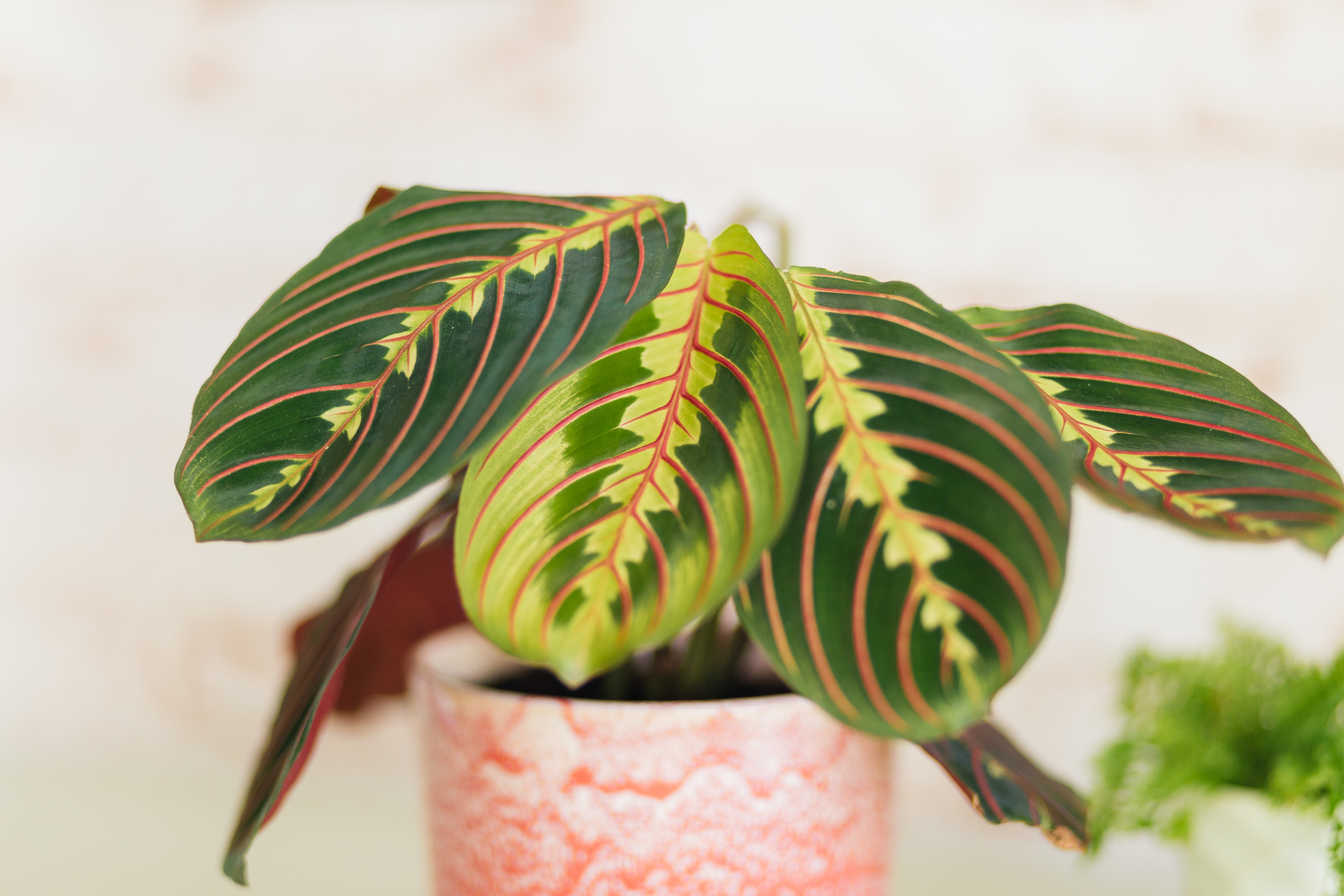 4 krukväxter som inte behöver solljus - Vi i Villa