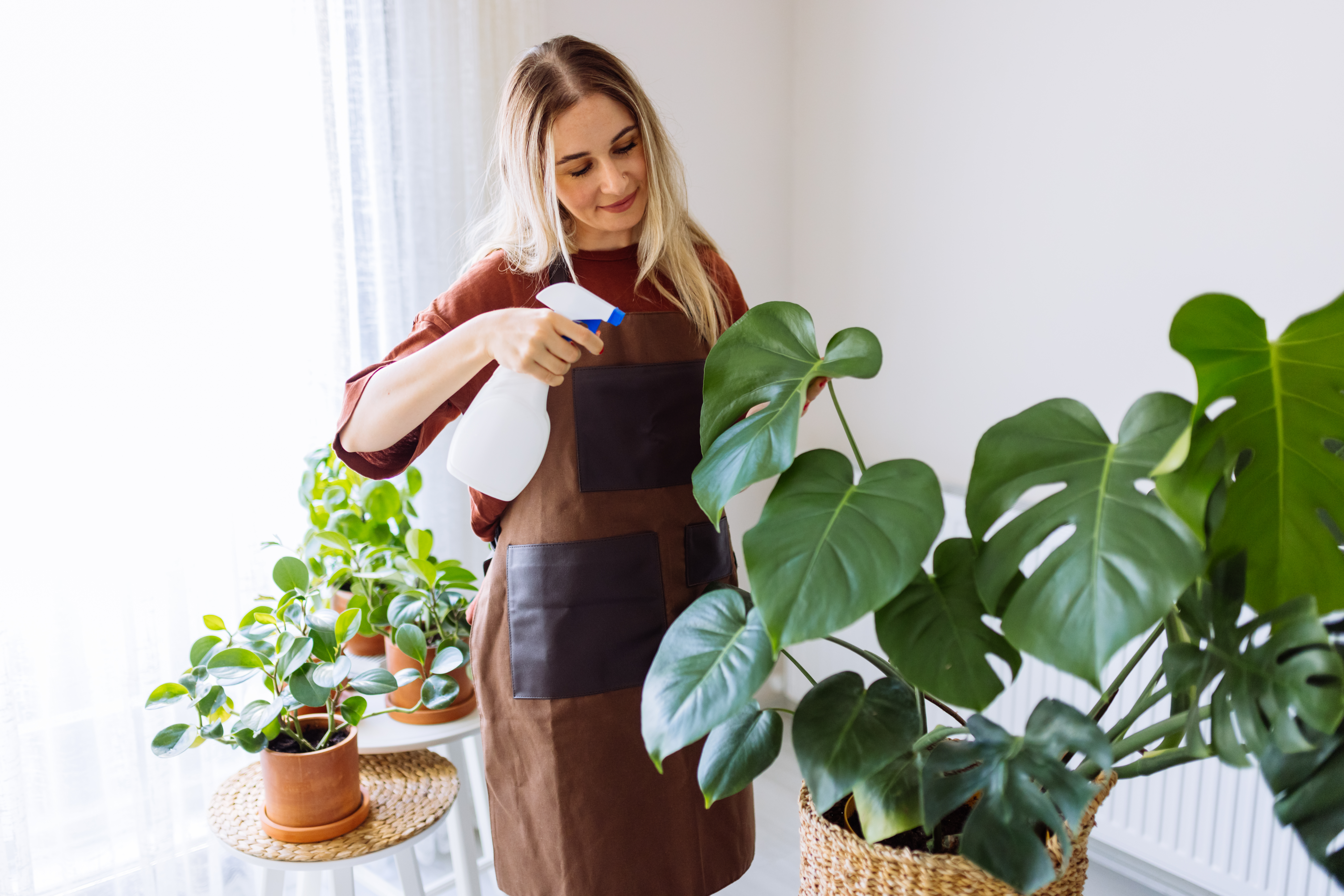 4 krukväxter som inte behöver solljus - Vi i Villa