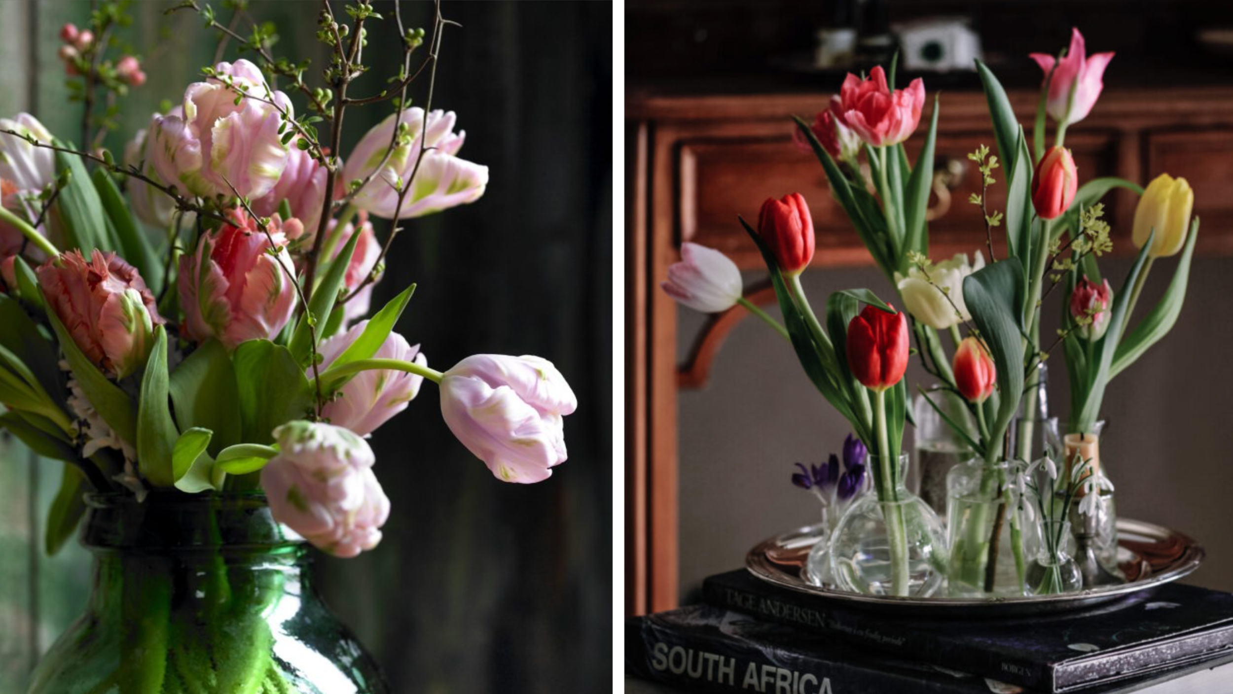 Älskade tulpan! Här är tre tips för att få tulpanerna att hålla längre och blomstra vackert i vasen.