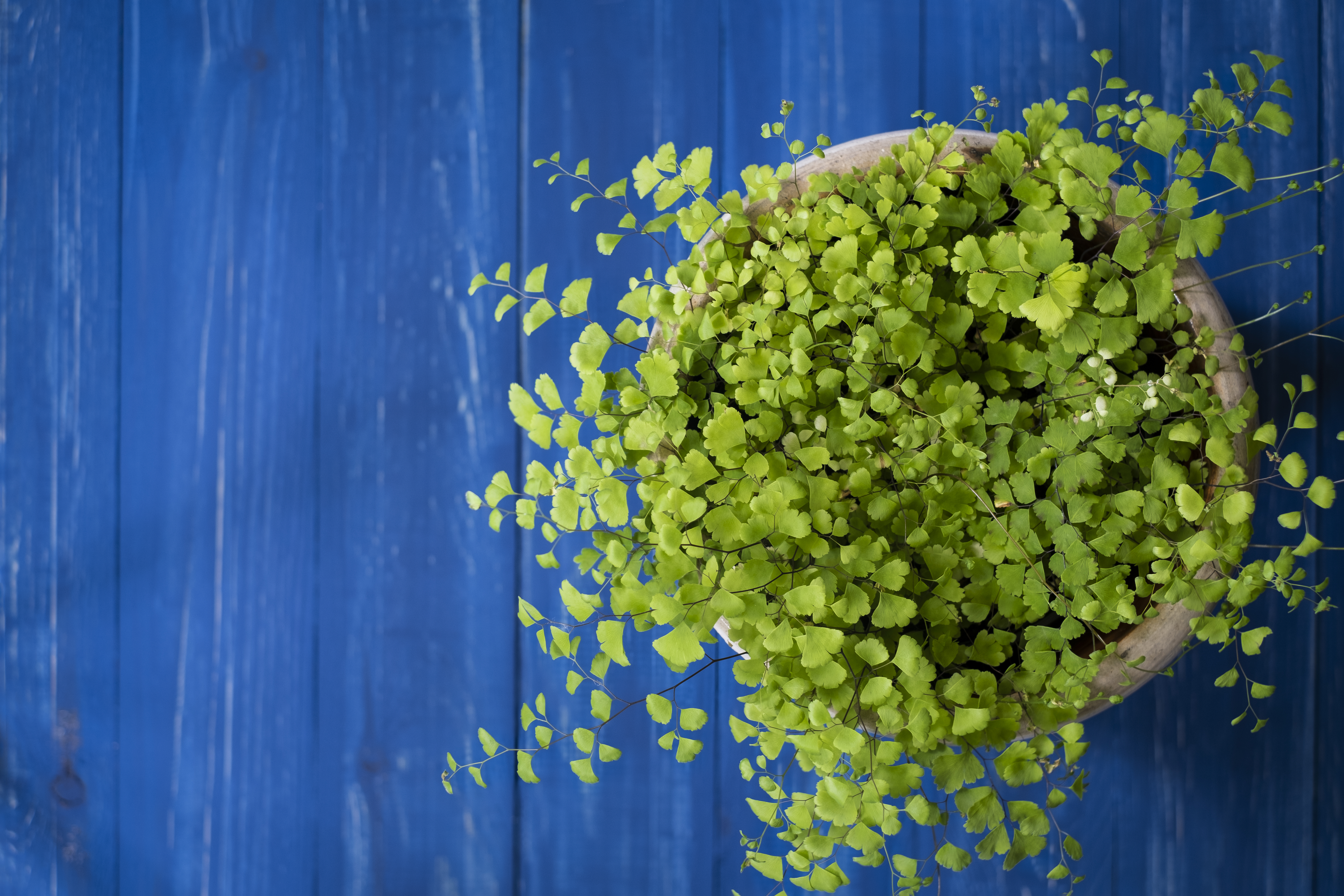 4 krukväxter som inte behöver solljus - Vi i Villa