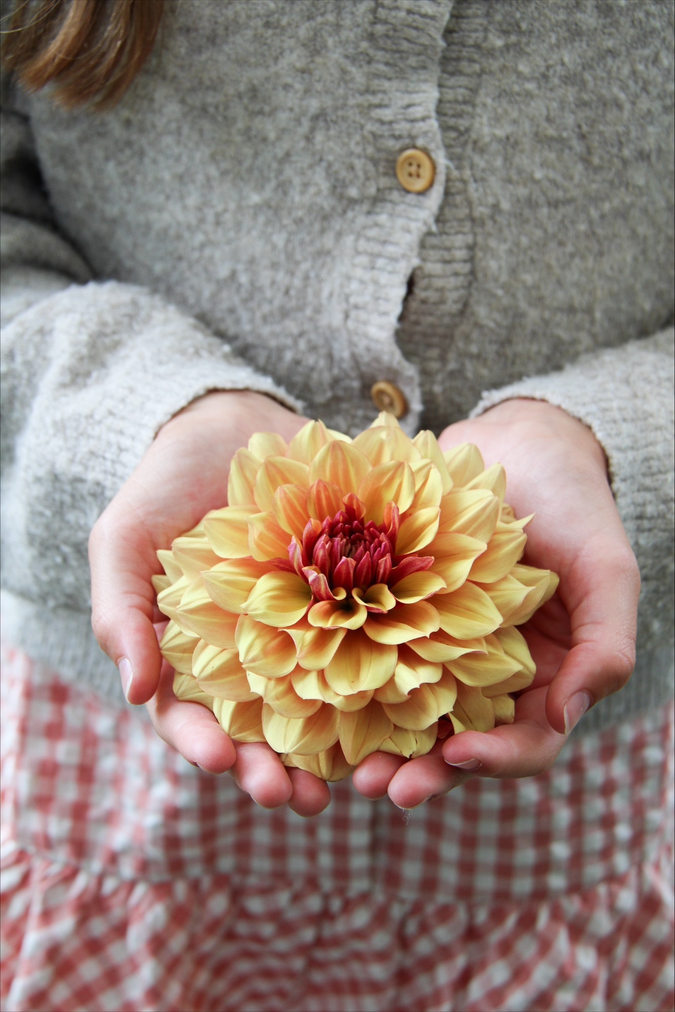 Botanisera bland årets nya dahlior - Vi i Villa