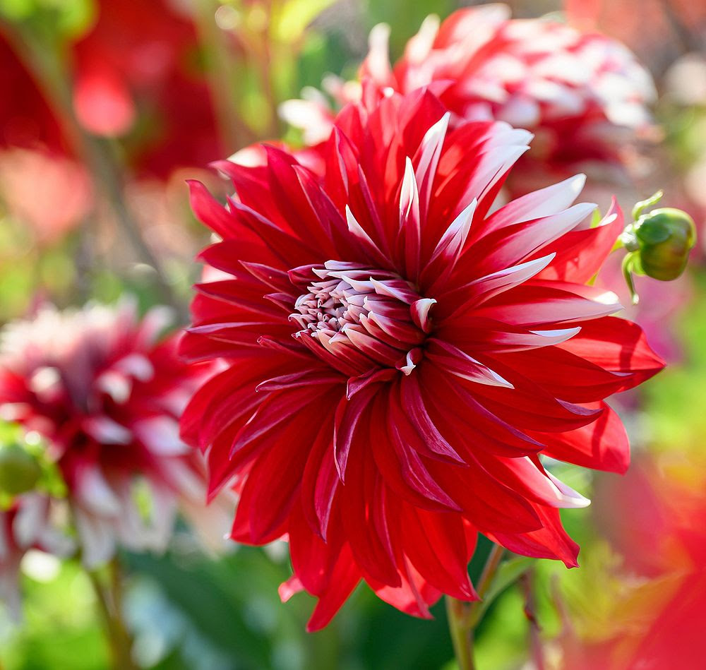 Botanisera bland årets nya dahlior - Vi i Villa