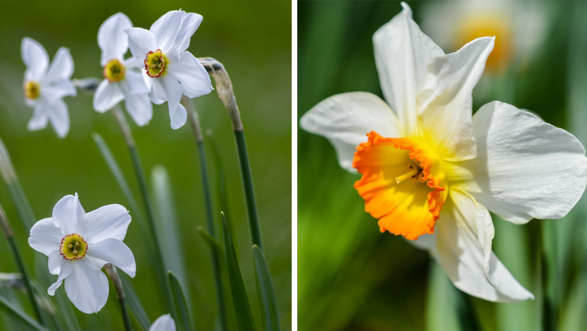 Pingstliljor har en betydligt mindre trumpet i mitten.