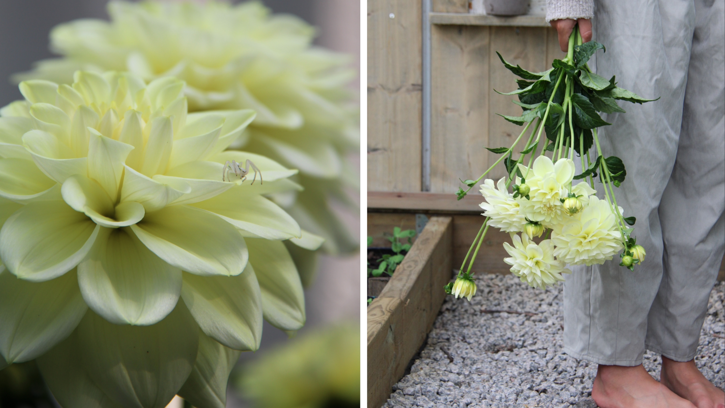 Botanisera bland årets nya dahlior - Vi i Villa