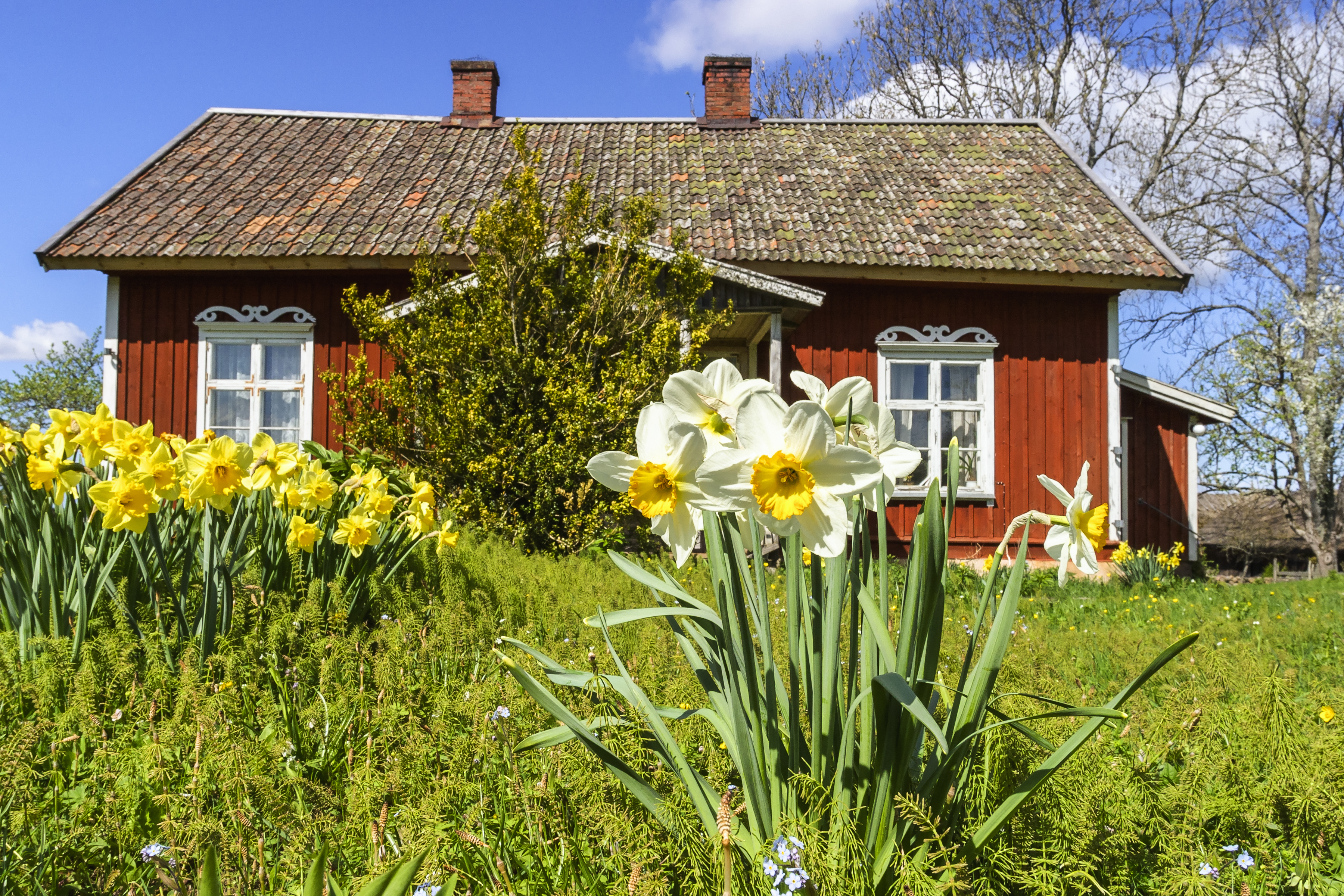 En stor fördel med både påskliljor och pingstliljor är att de innehåller ämnen som är giftiga för rådjur, vilket gör att de oftast lämnar dem ifred. Foto: Getty Images