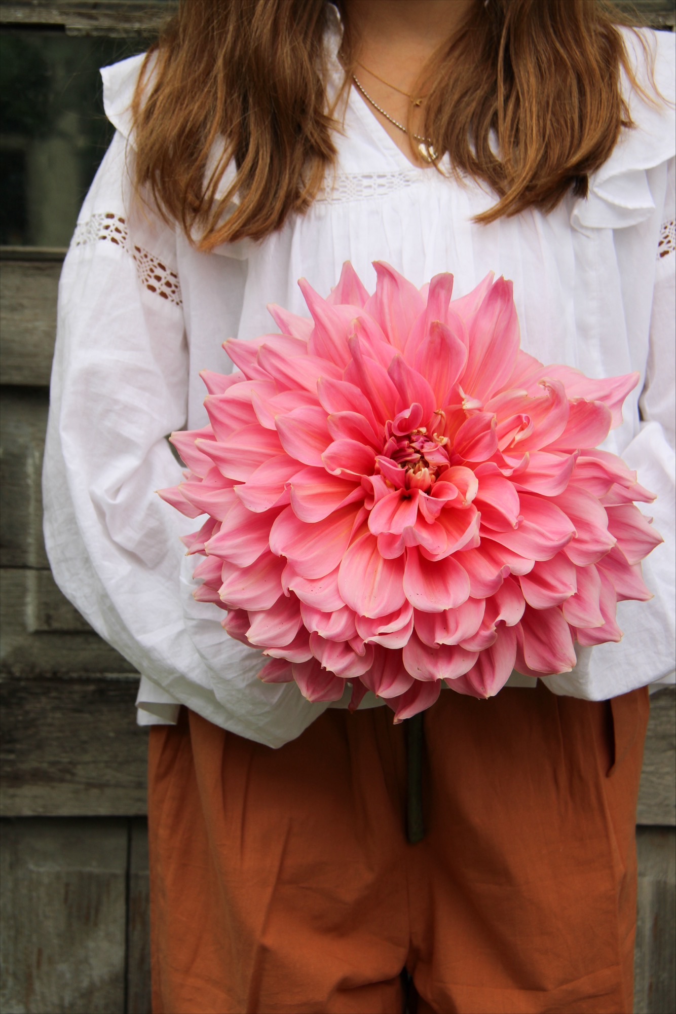 Botanisera bland årets nya dahlior - Vi i Villa