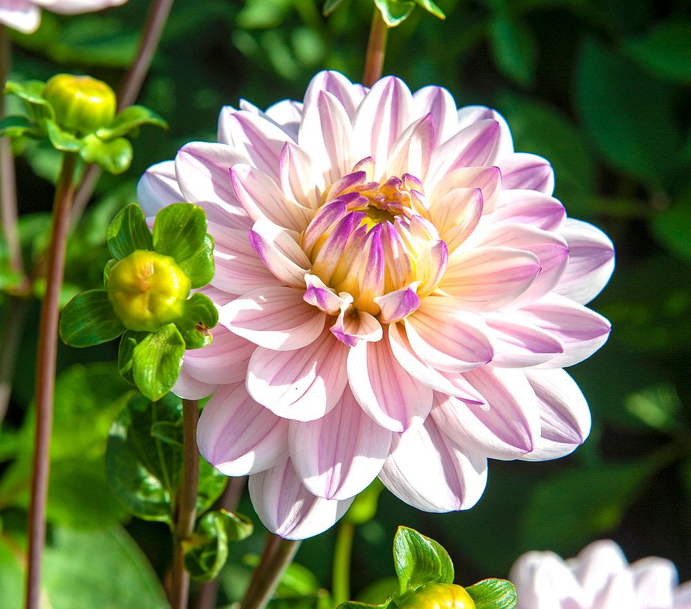 Botanisera bland årets nya dahlior - Vi i Villa