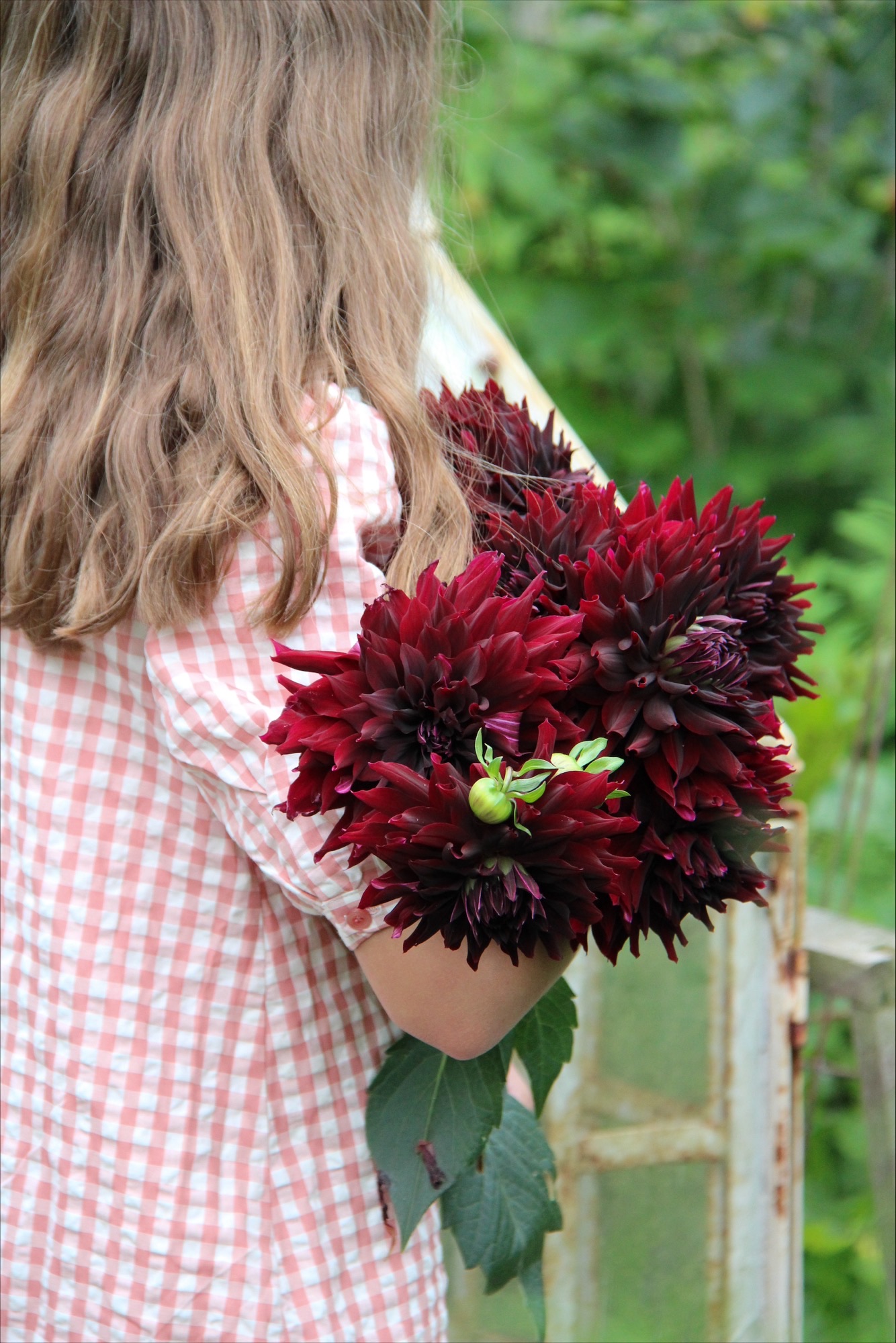 Botanisera bland årets nya dahlior - Vi i Villa