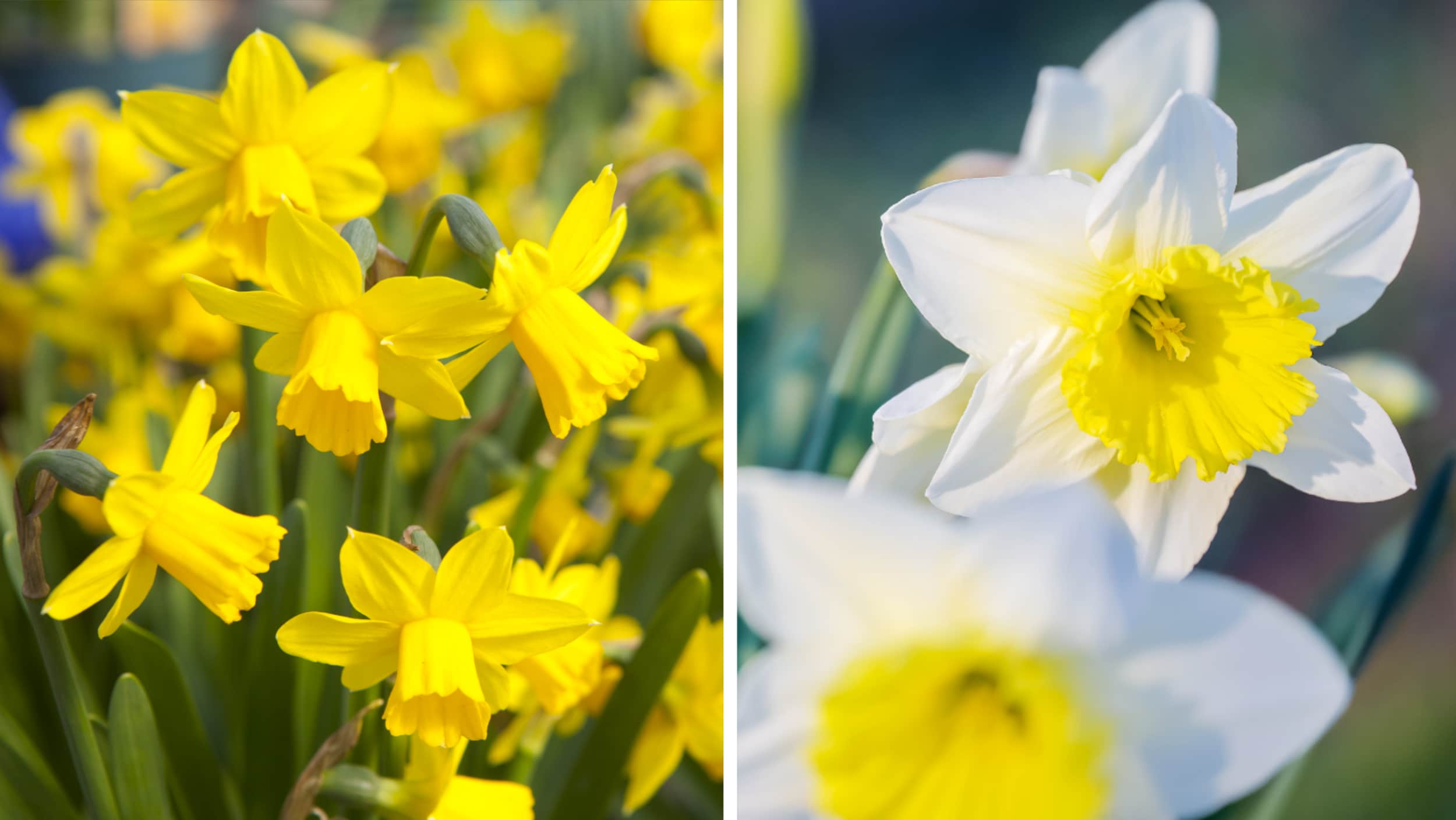 Påskliljor med sin stora ”trumpet” i mitten. Foto: Getty Images