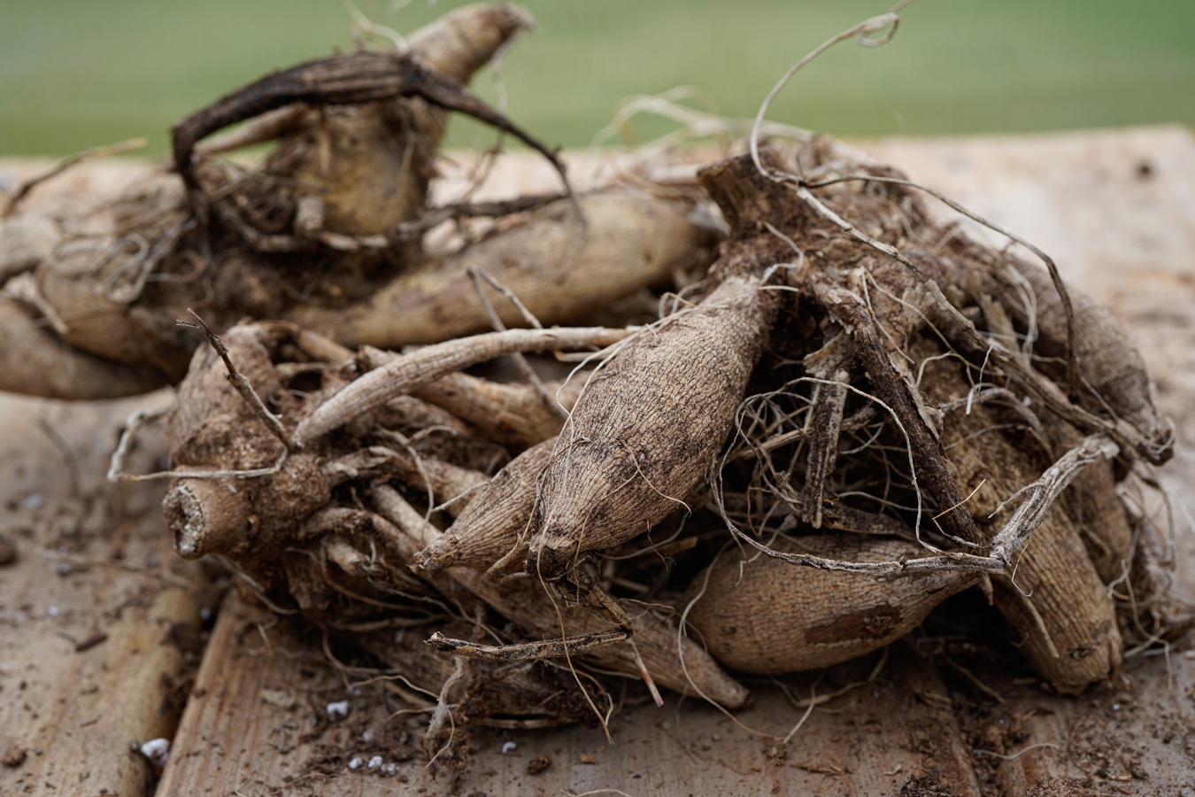 Dahliaknölar i vila. 