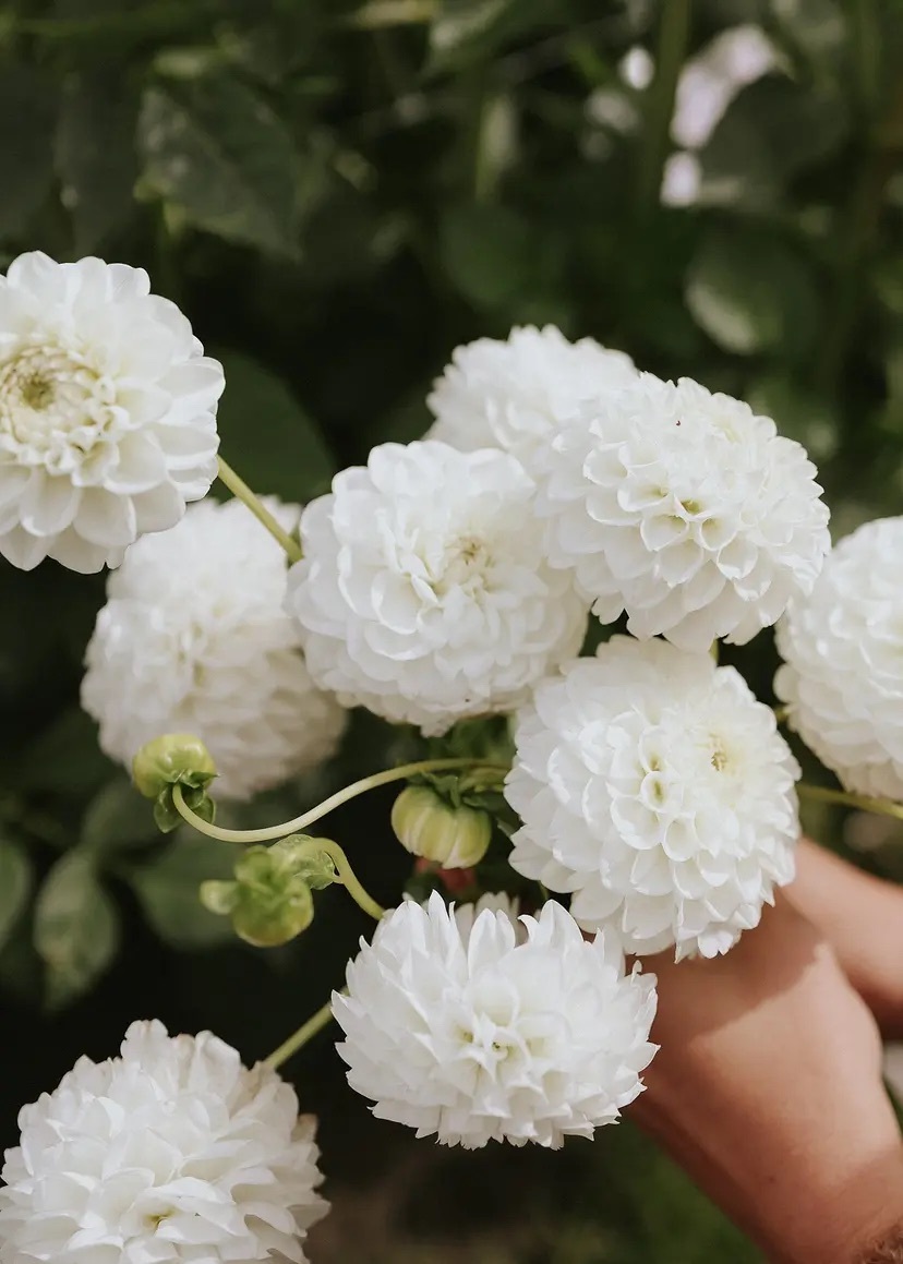 Botanisera bland årets nya dahlior - Vi i Villa