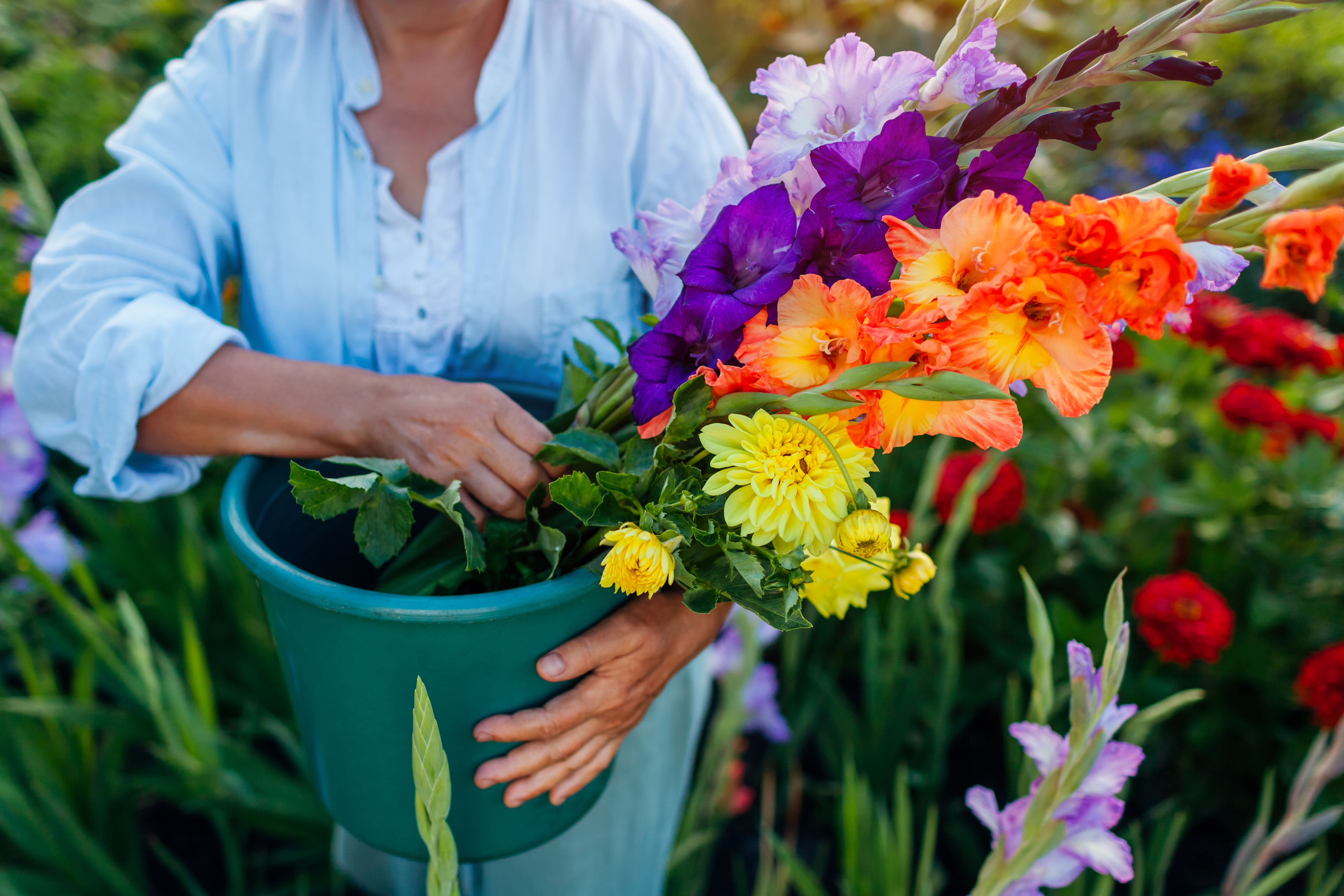 Gladioler finns i nästan alla färger, inklusive vitt, gult, rosa, rött, lila och orange. Det finns även tvåfärgade sorter och sorter med mönster.