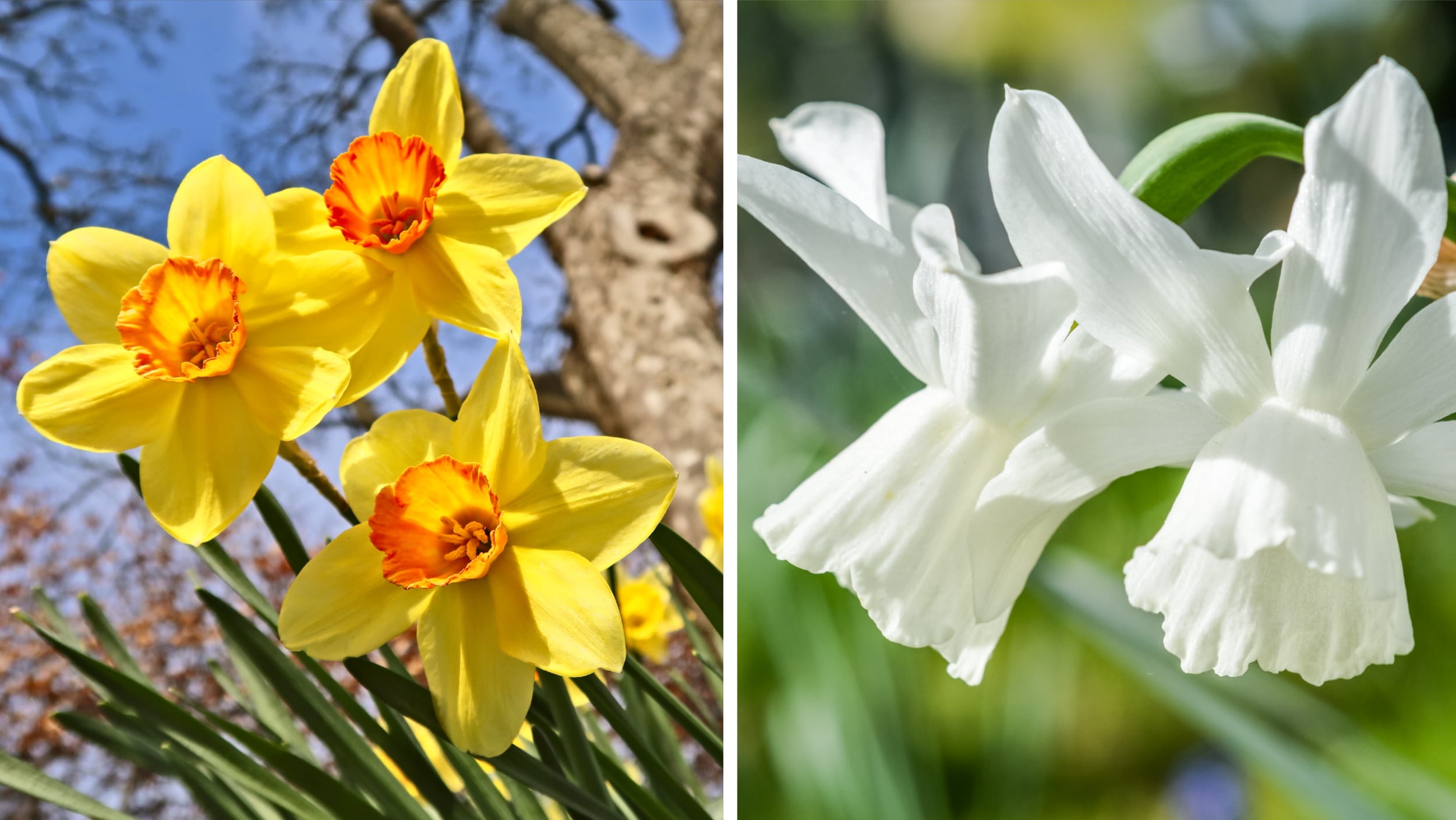 Påskliljor med sin stora ”trumpet” i mitten. Foto: Getty Images