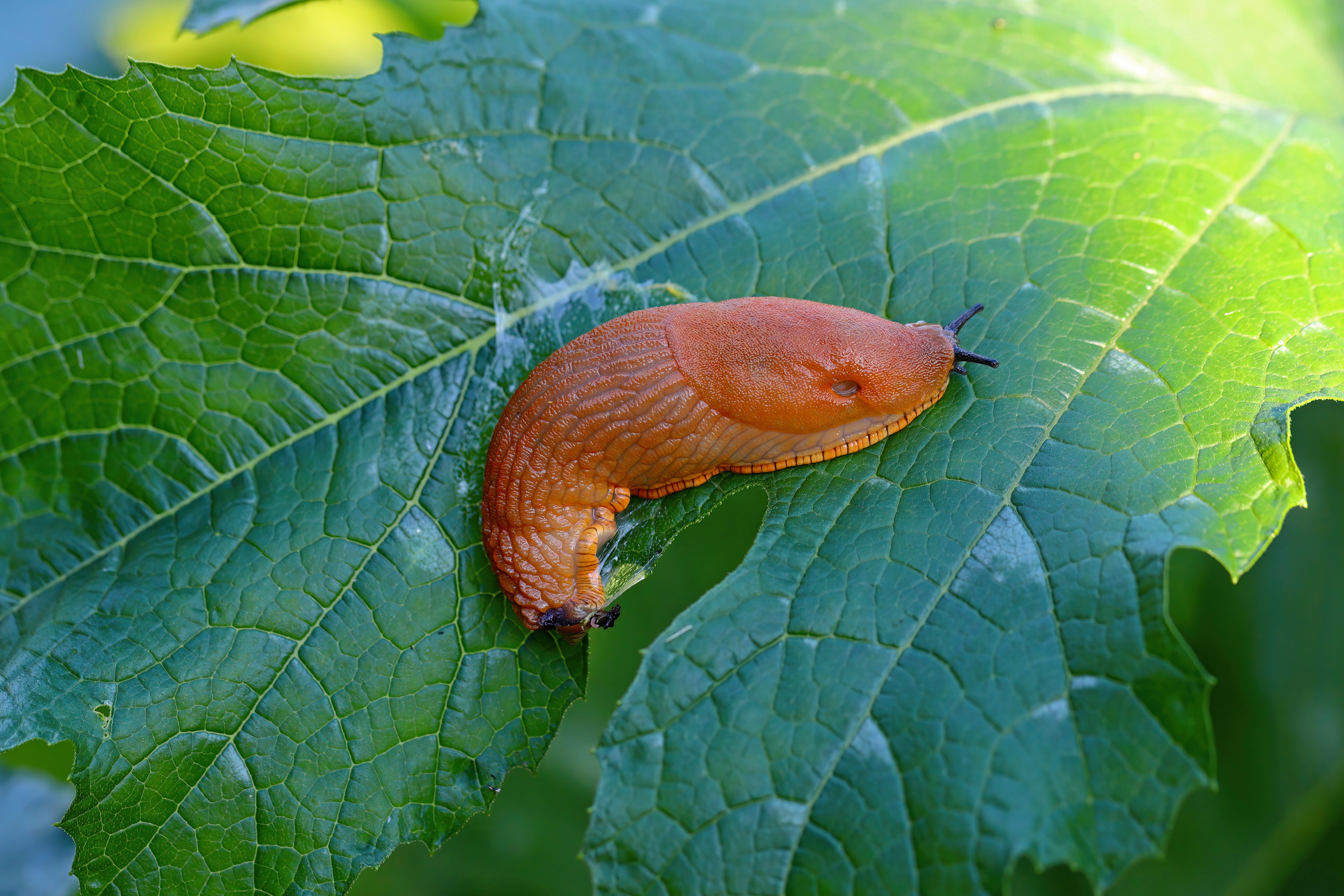 Så känner du igen mördarsnigeln – och skiljer den från andra sniglar - Vi i Villa