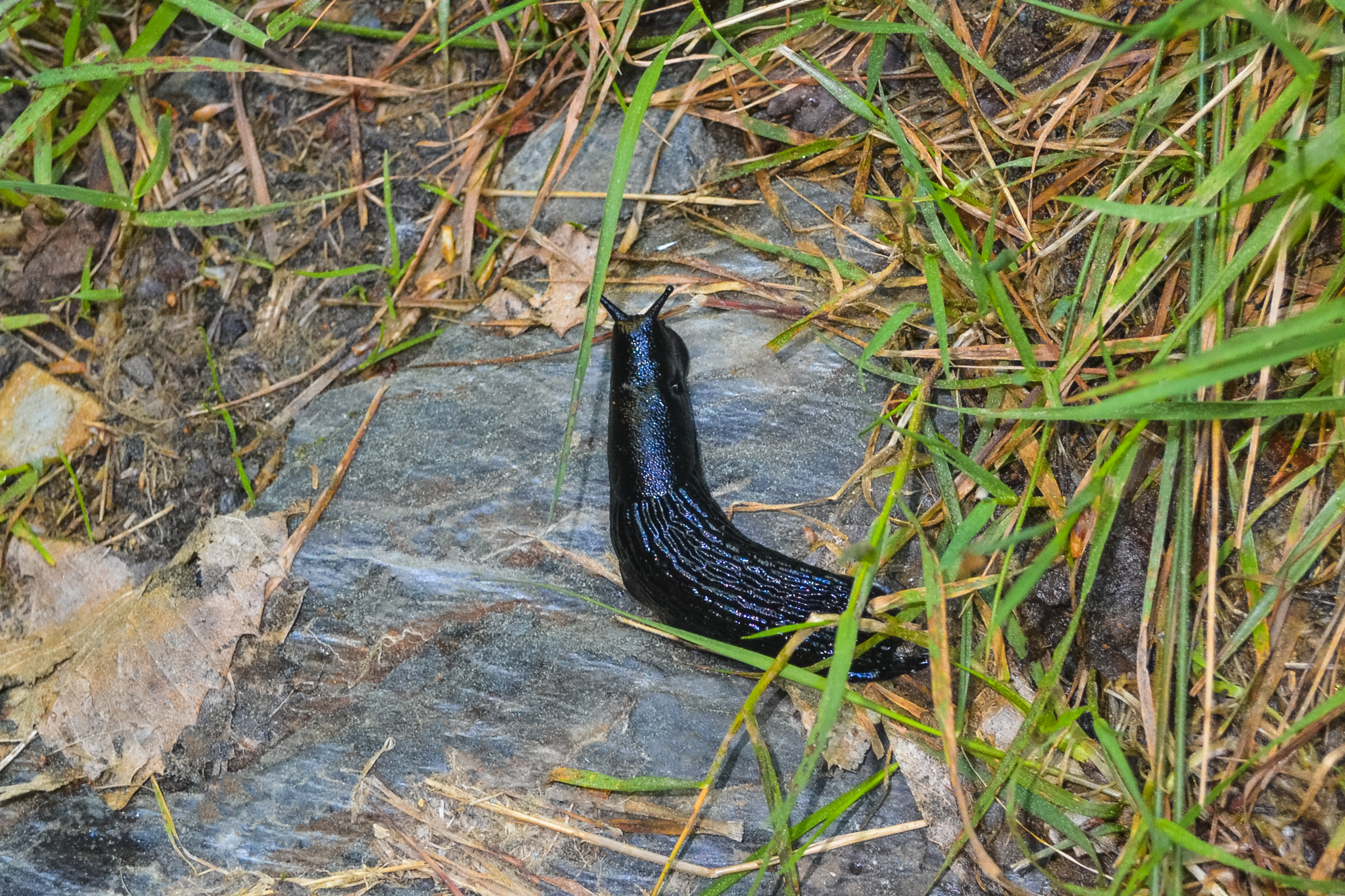 Så känner du igen mördarsnigeln – och skiljer den från andra sniglar - Vi i Villa