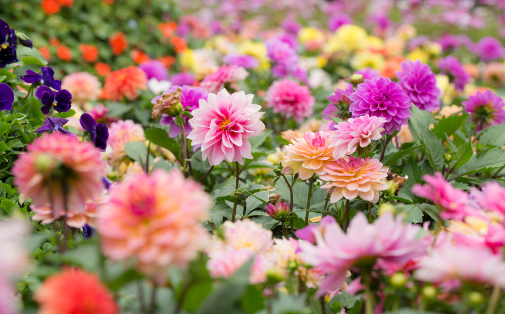 Sensommarblomman dahlia