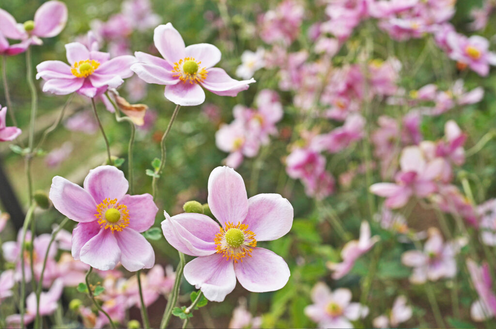 sensommarblomman höstanemon