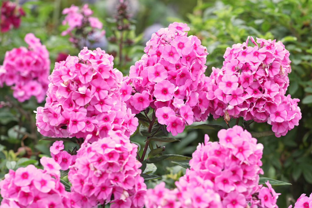 Sensommarblomman höstflox