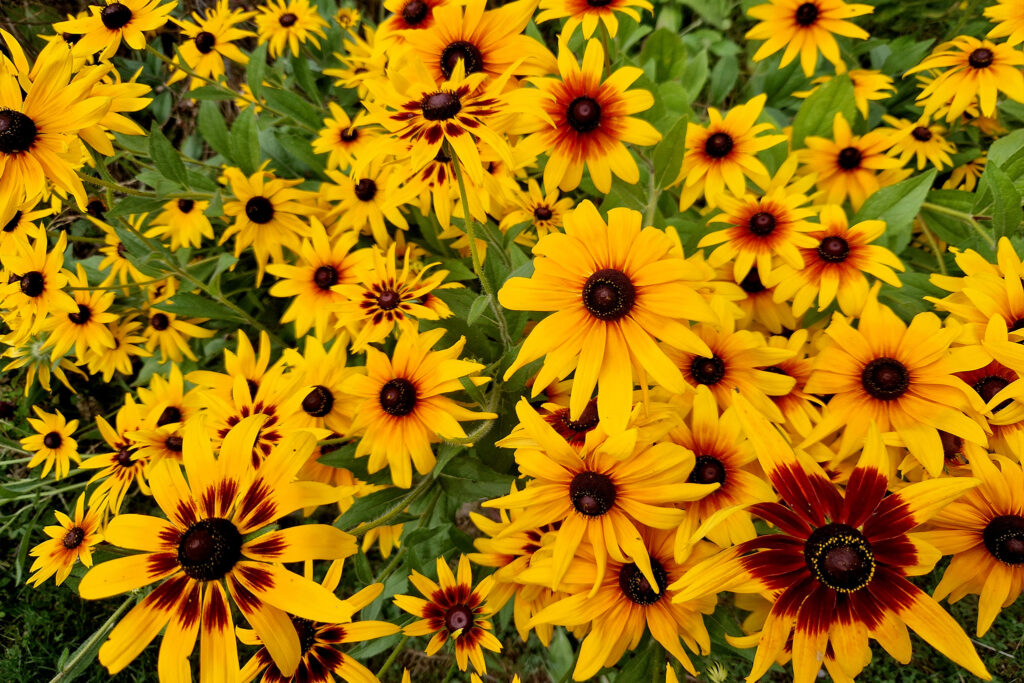 Sensommarblomman rudbeckia