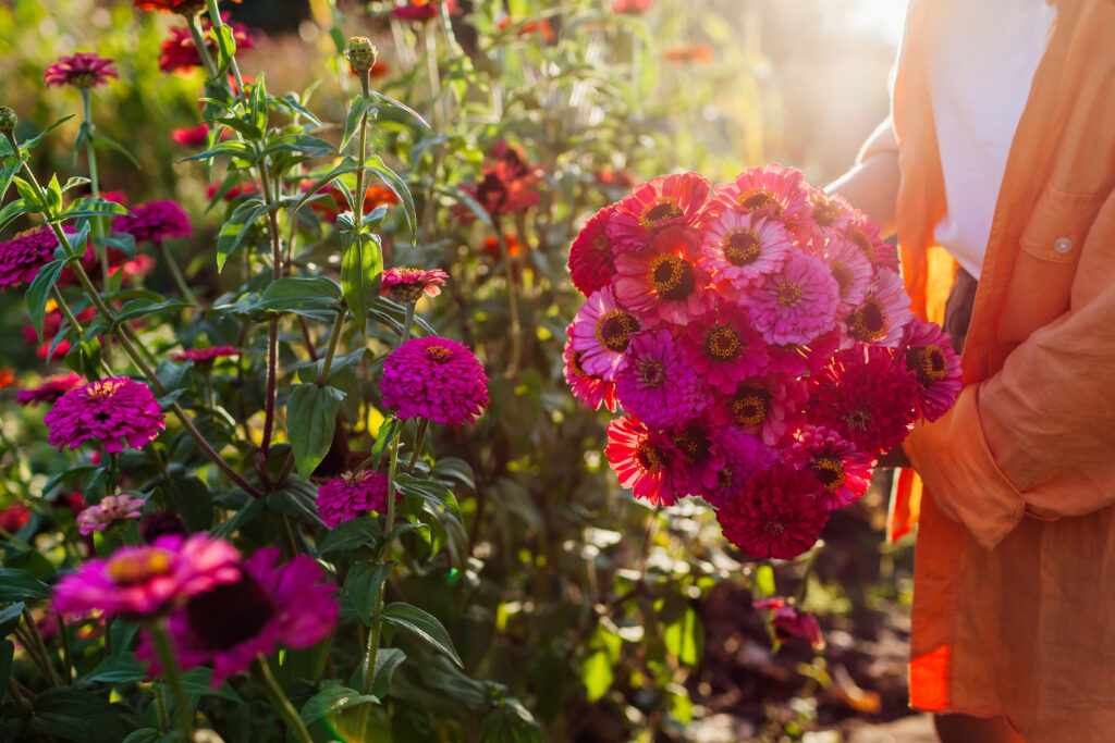 Zinnia i bukett