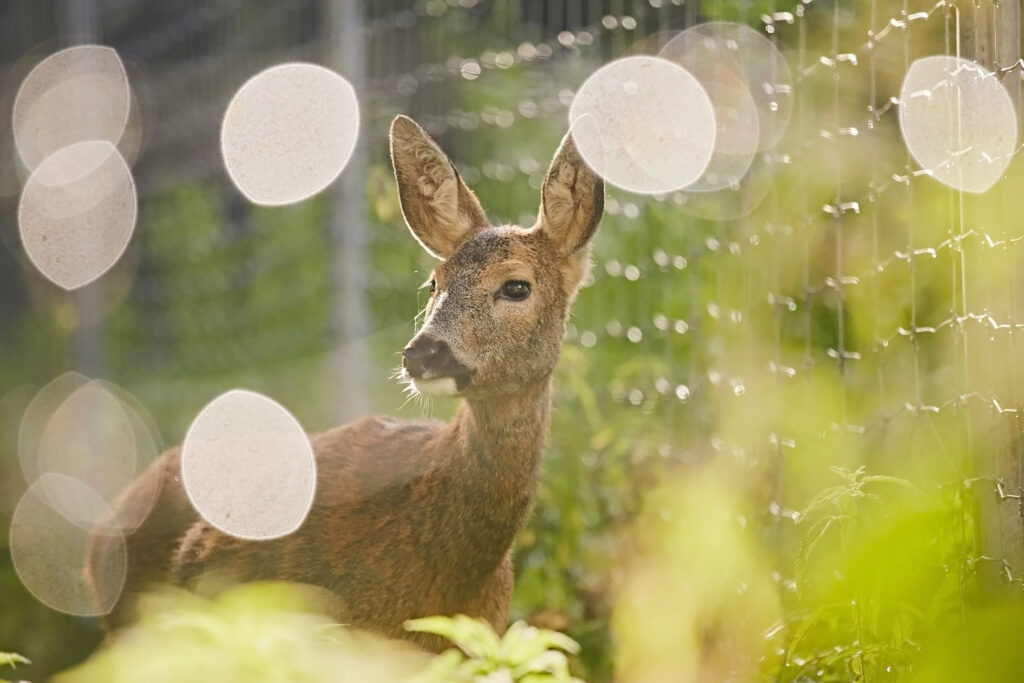 Så skyddar du trädgården mot rådjur – bästa tipsen - Vi i Villa
