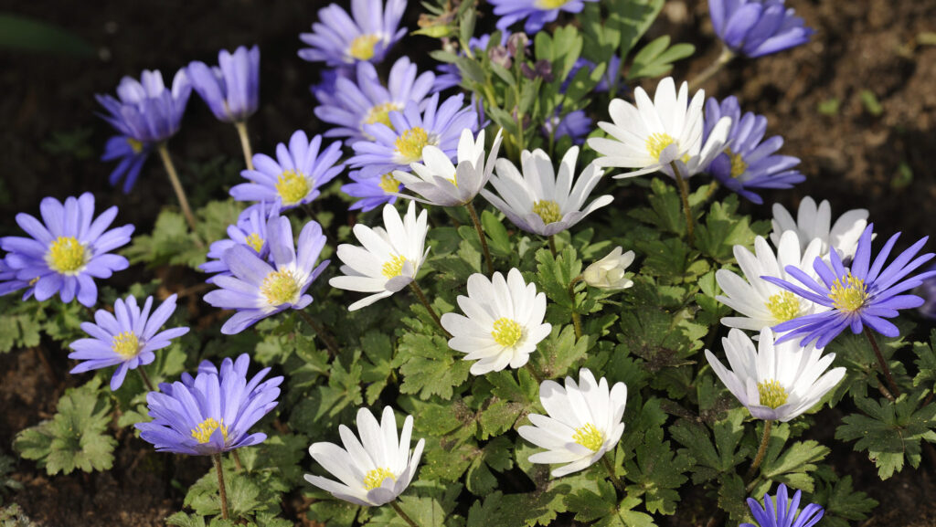 Skapa blommande mattor i trädgården – växterna som sprider sig snabbt - Vi i Villa