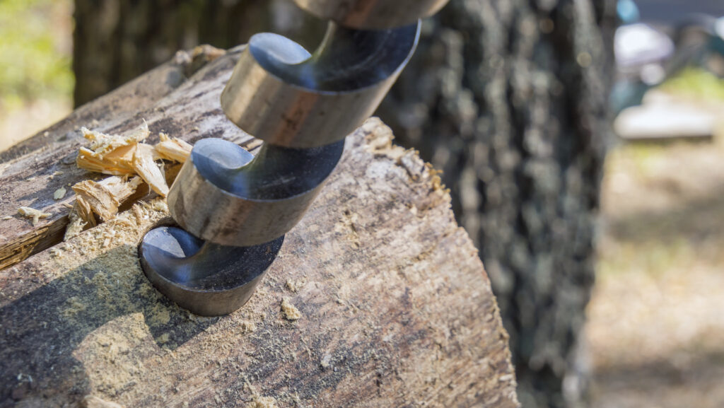 Så odlar du svamp i din trädgård - Vi i Villa