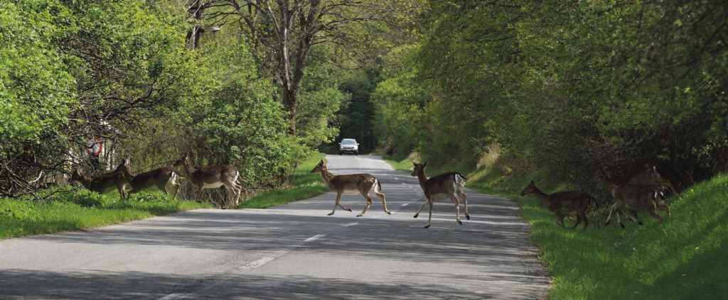 Få ersättning om du krockar med vilt - Vi i Villa