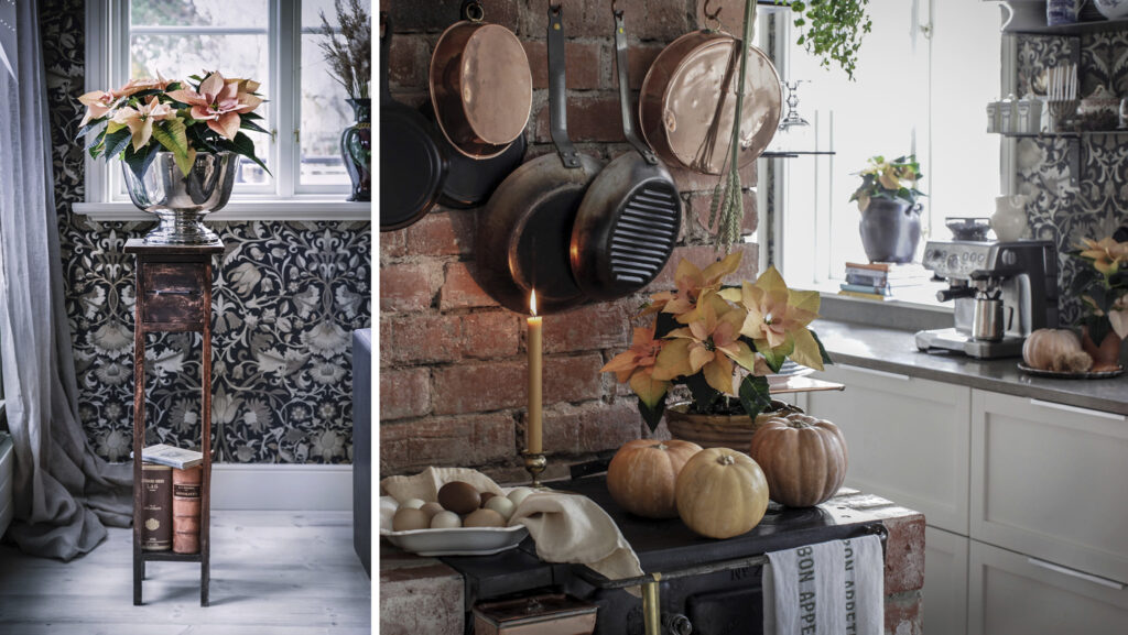 Höststjärna – säsongens färgsprakande favorit - Vi i Villa