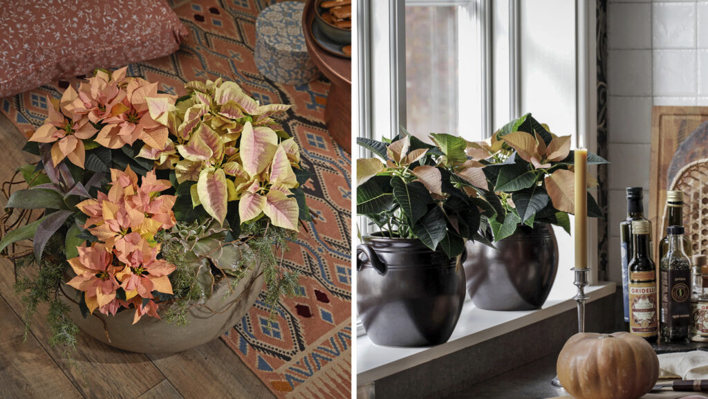 Höststjärna – säsongens färgsprakande favorit - Vi i Villa