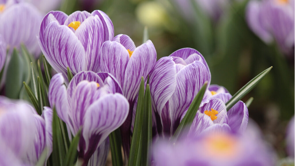 Skapa blommande mattor i trädgården – växterna som sprider sig snabbt - Vi i Villa