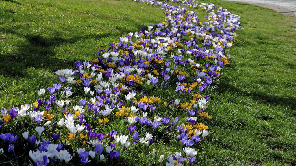 Så skapar du en vacker lökorm i gräsmattan - Vi i Villa