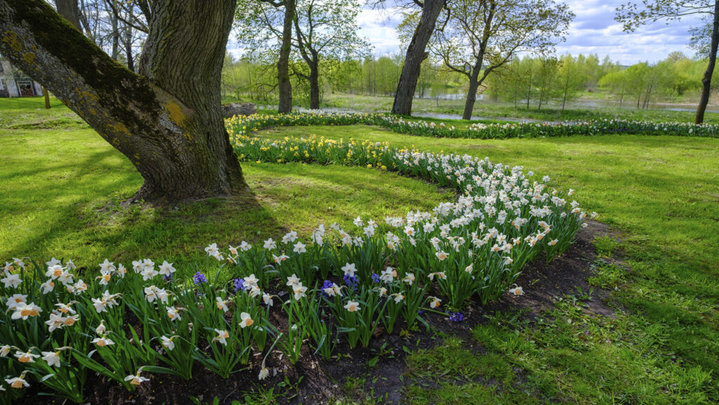 Så skapar du en vacker lökorm i gräsmattan - Vi i Villa